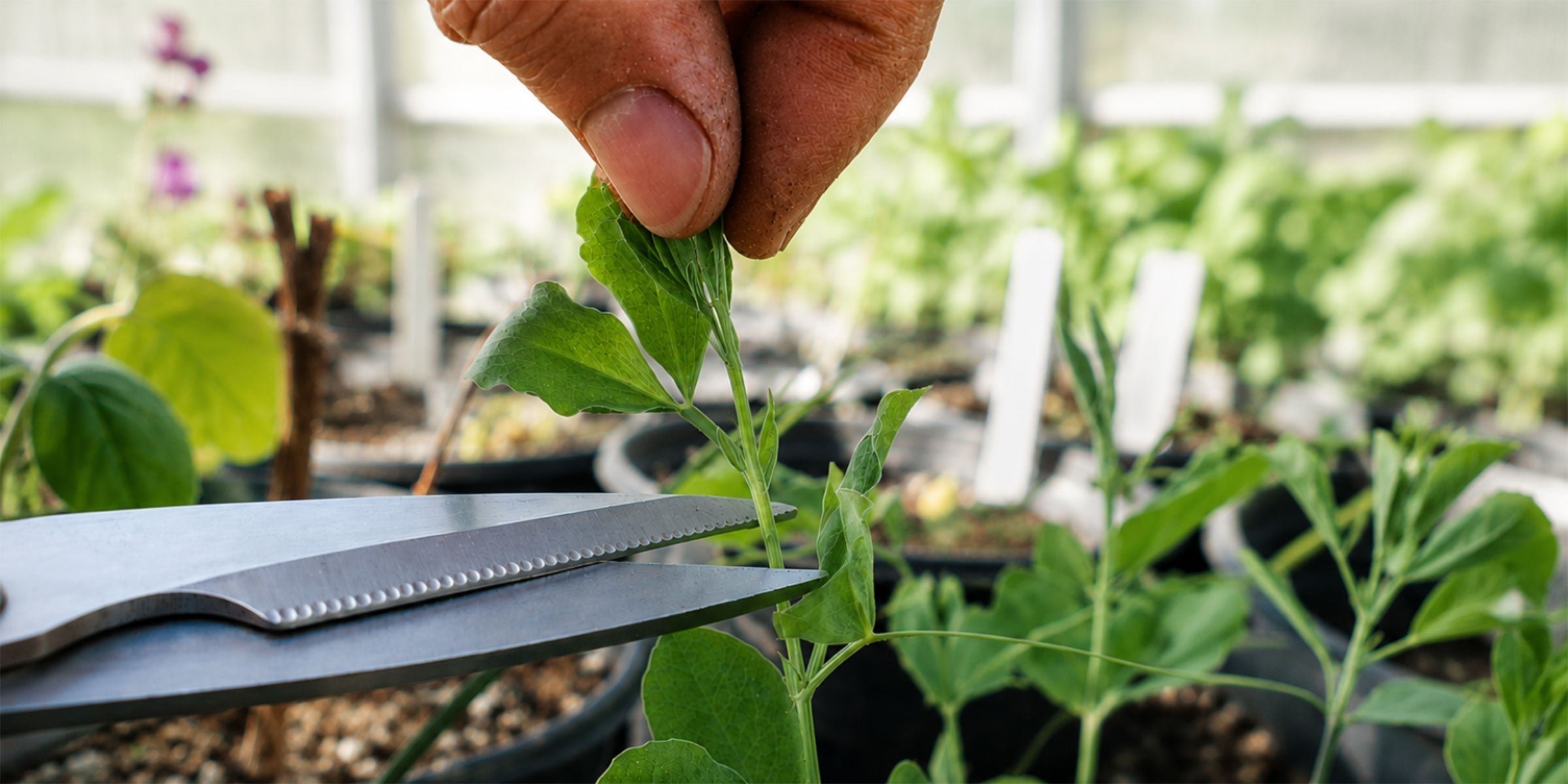 How to pinch sweet peas for floral abundance