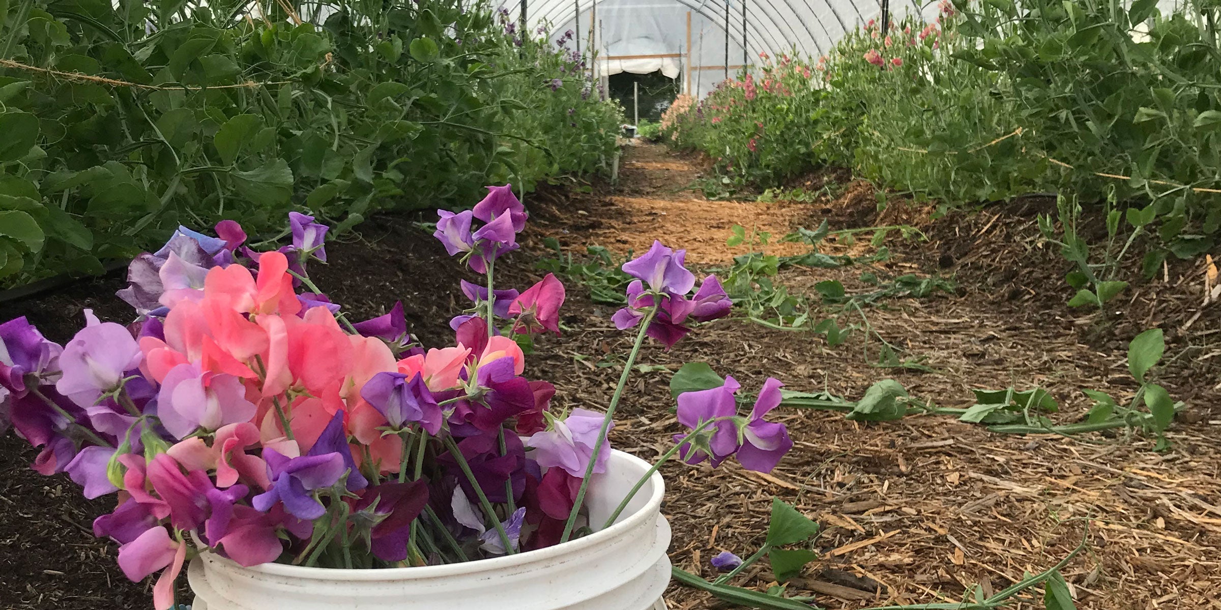 Small bucket filled with rogue sweet pea blooms collected during hand-harvesting, showing color and shape variations