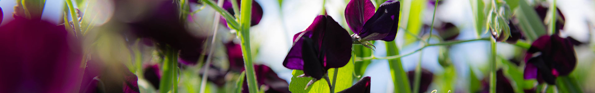Dark and Moody Sweet Peas