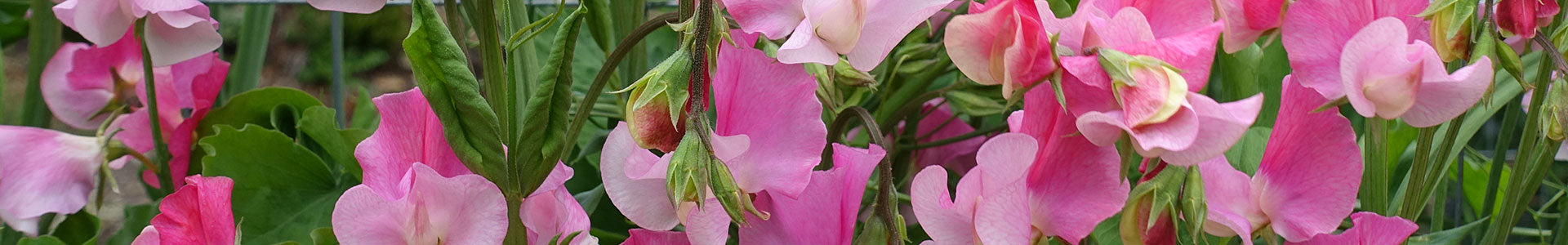 Early Blooming Sweet Peas