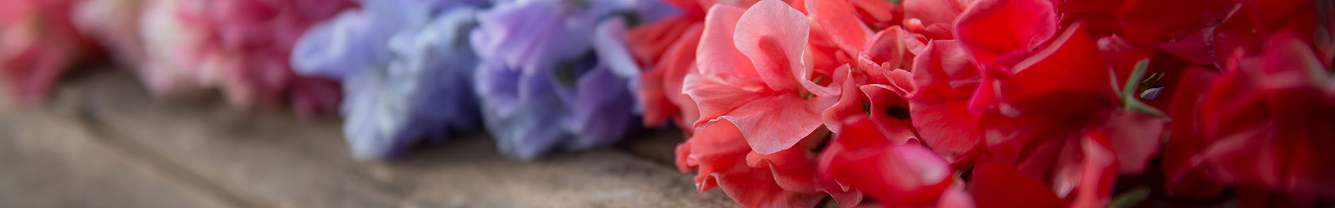 Spencer Sweet Pea Seeds