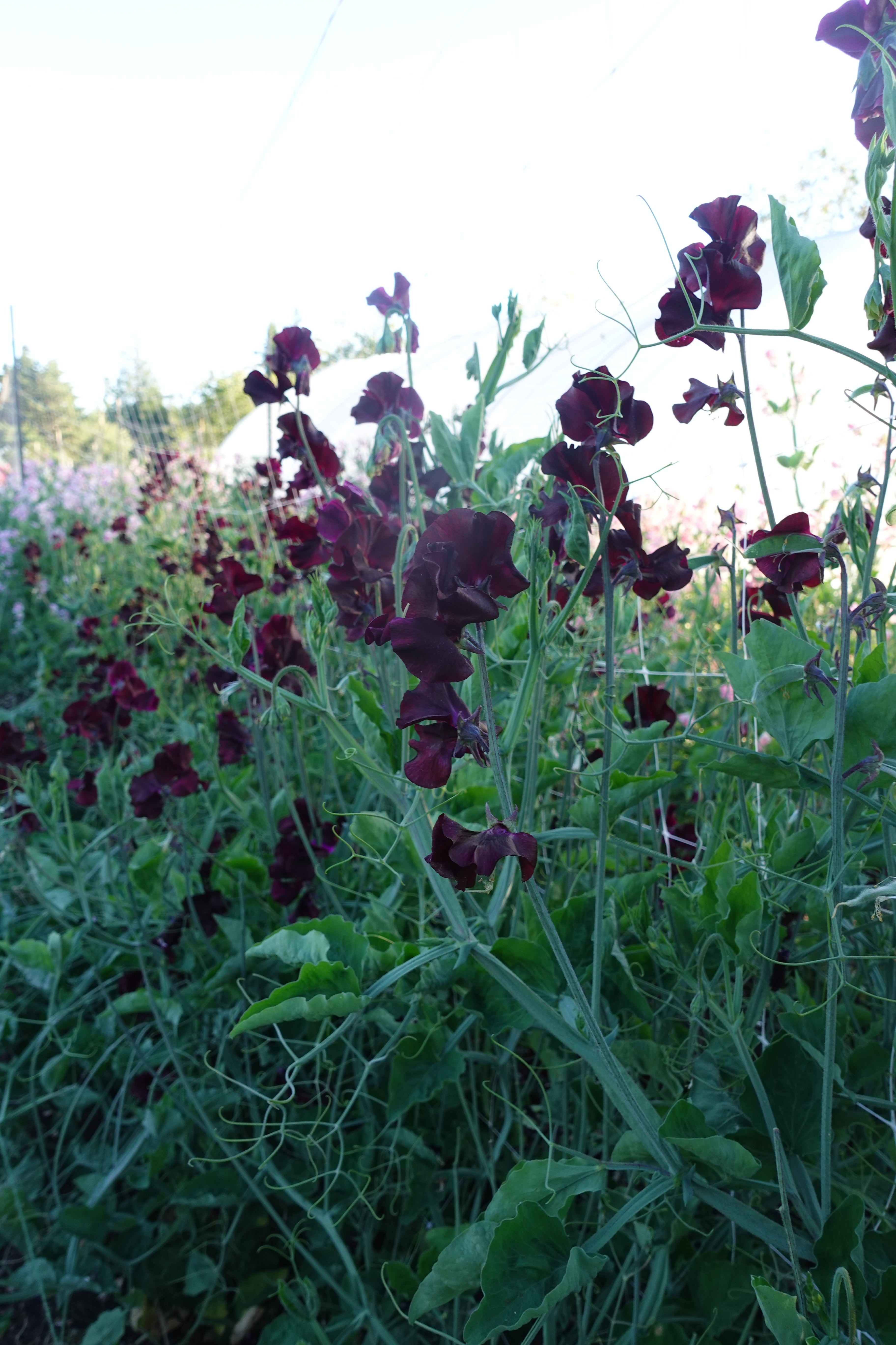 Windsor Sweet Pea Flowers