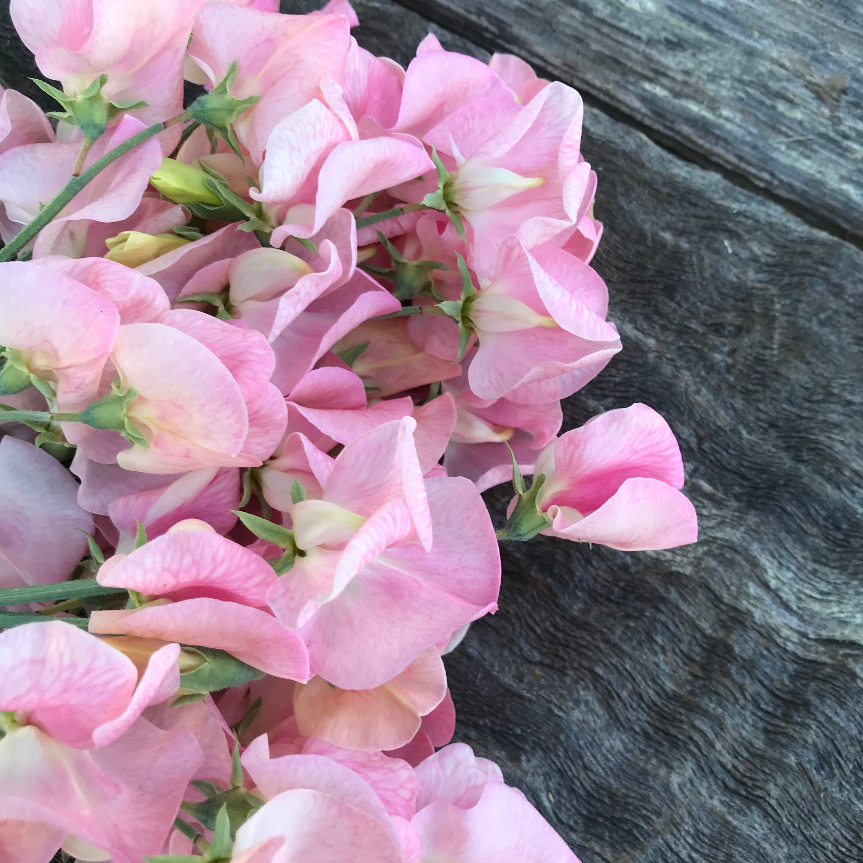 Emily Sweet Pea Flowers Closeup