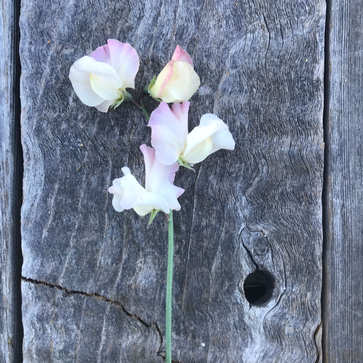 Single stem of Sweet Pea 'Kiera Madeline' showing large ruffled cream blooms edged in soft pink.