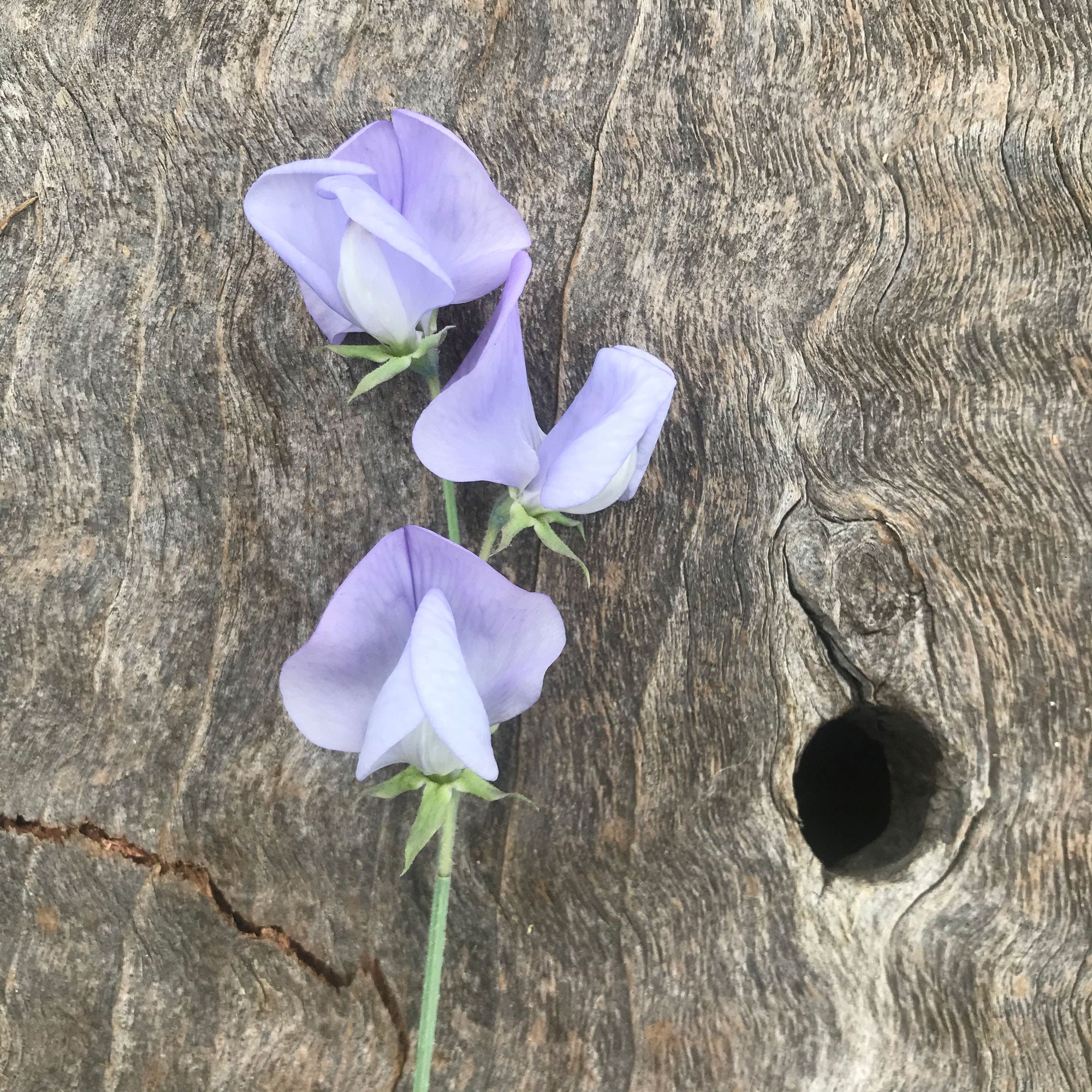 Lady Grisel Hamilton sweet pea flower single stem on a wood background