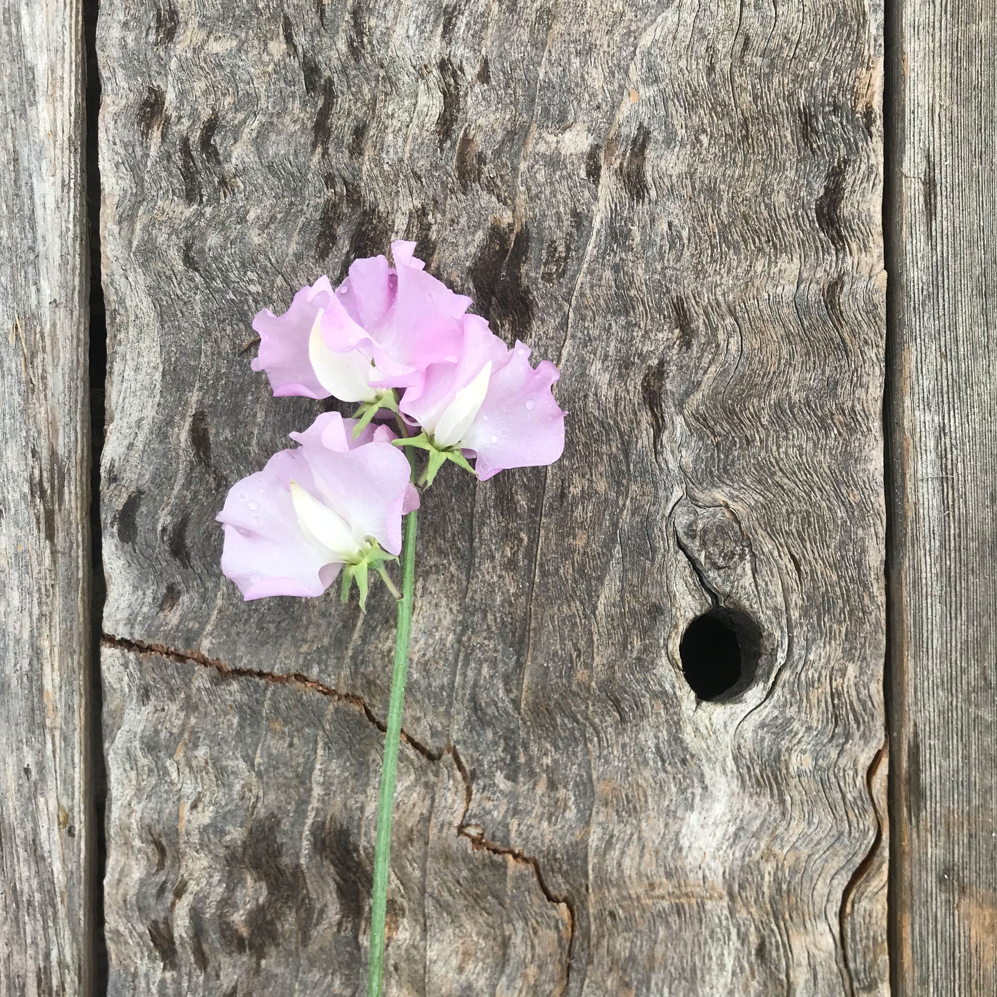 a single stem of 'Lilac Romance' sweet pea flower
