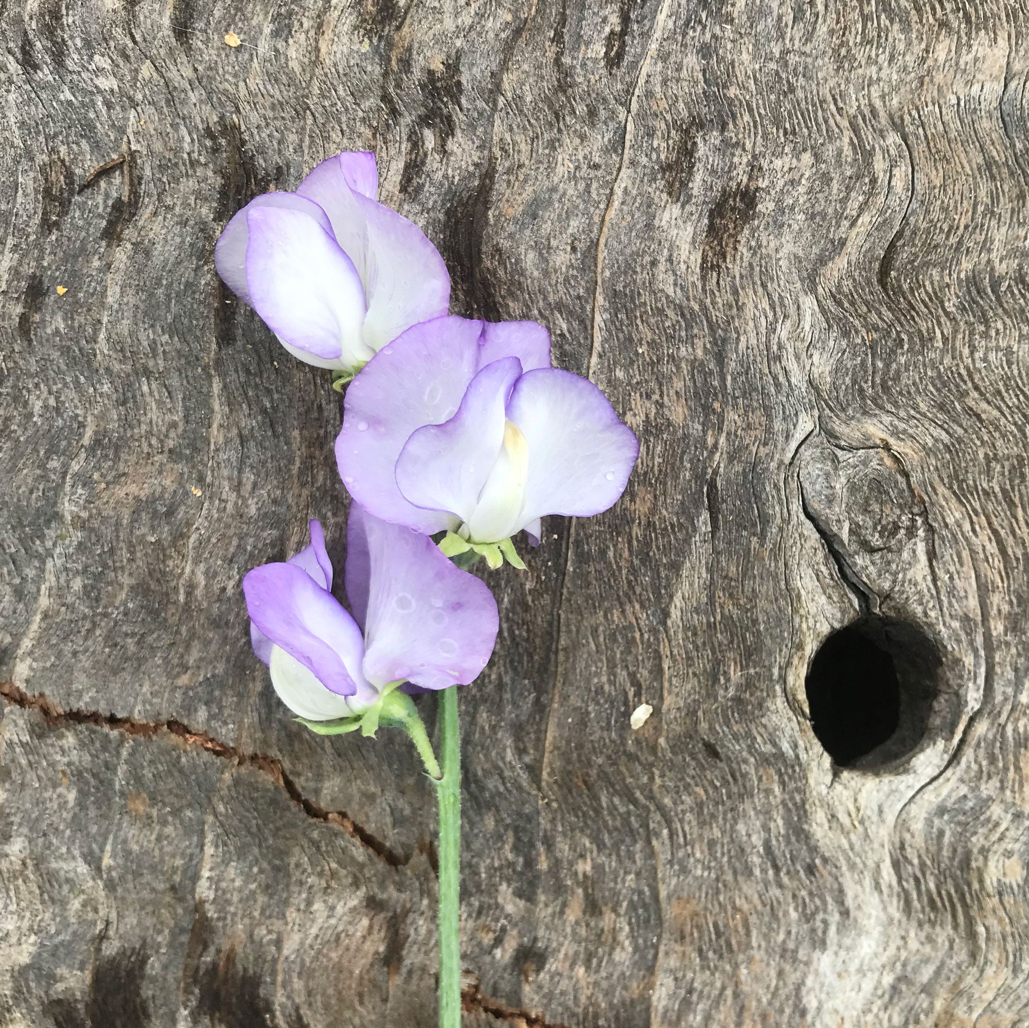 Single stem of 'Romeo' sweet pea