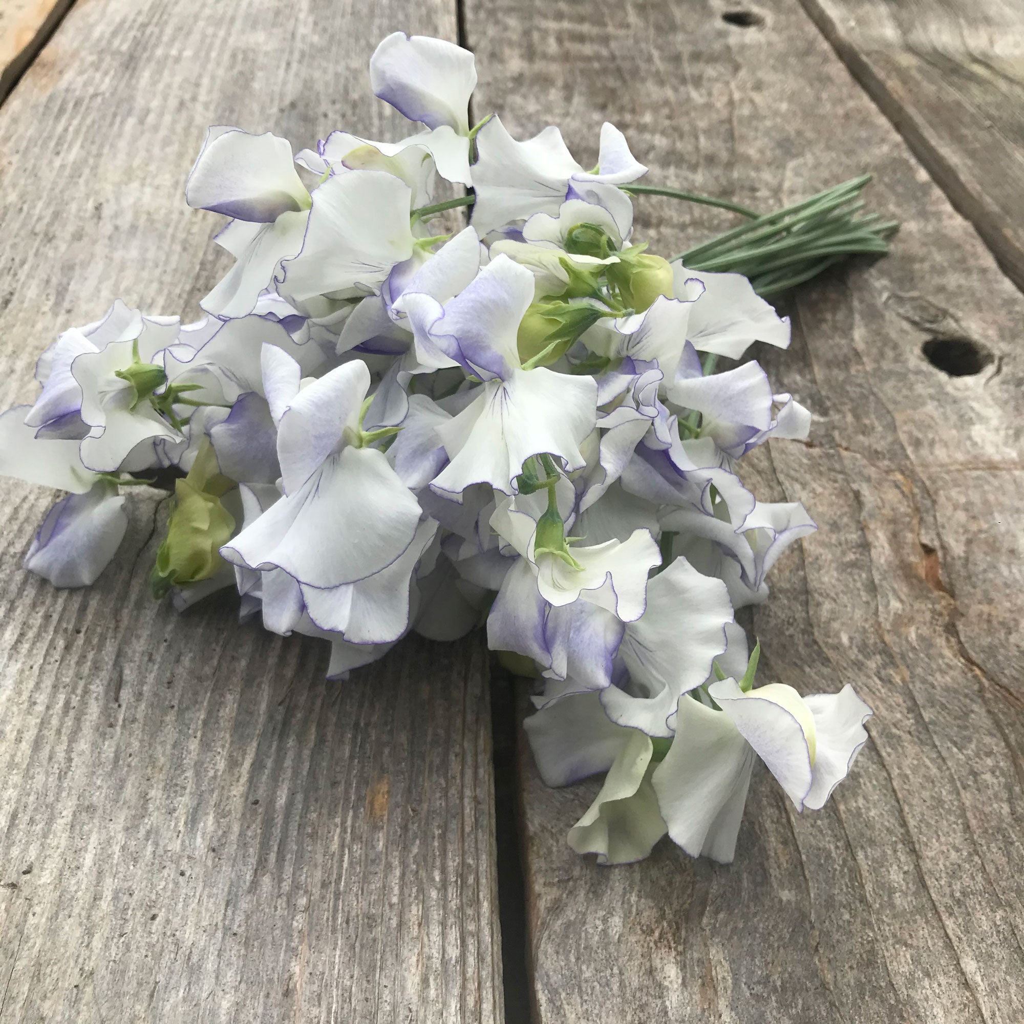 Sweet Pea 'Serendipity' Flowers laying on a rustic wooden table top