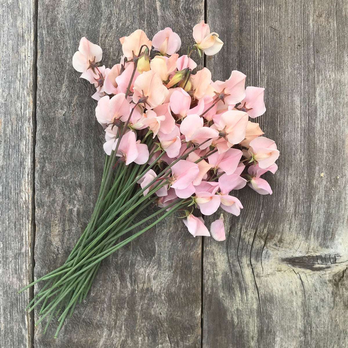 Freshly cut bouquet of Sweet Pea ‘Shell Pink’ lying on weathered wooden boards.