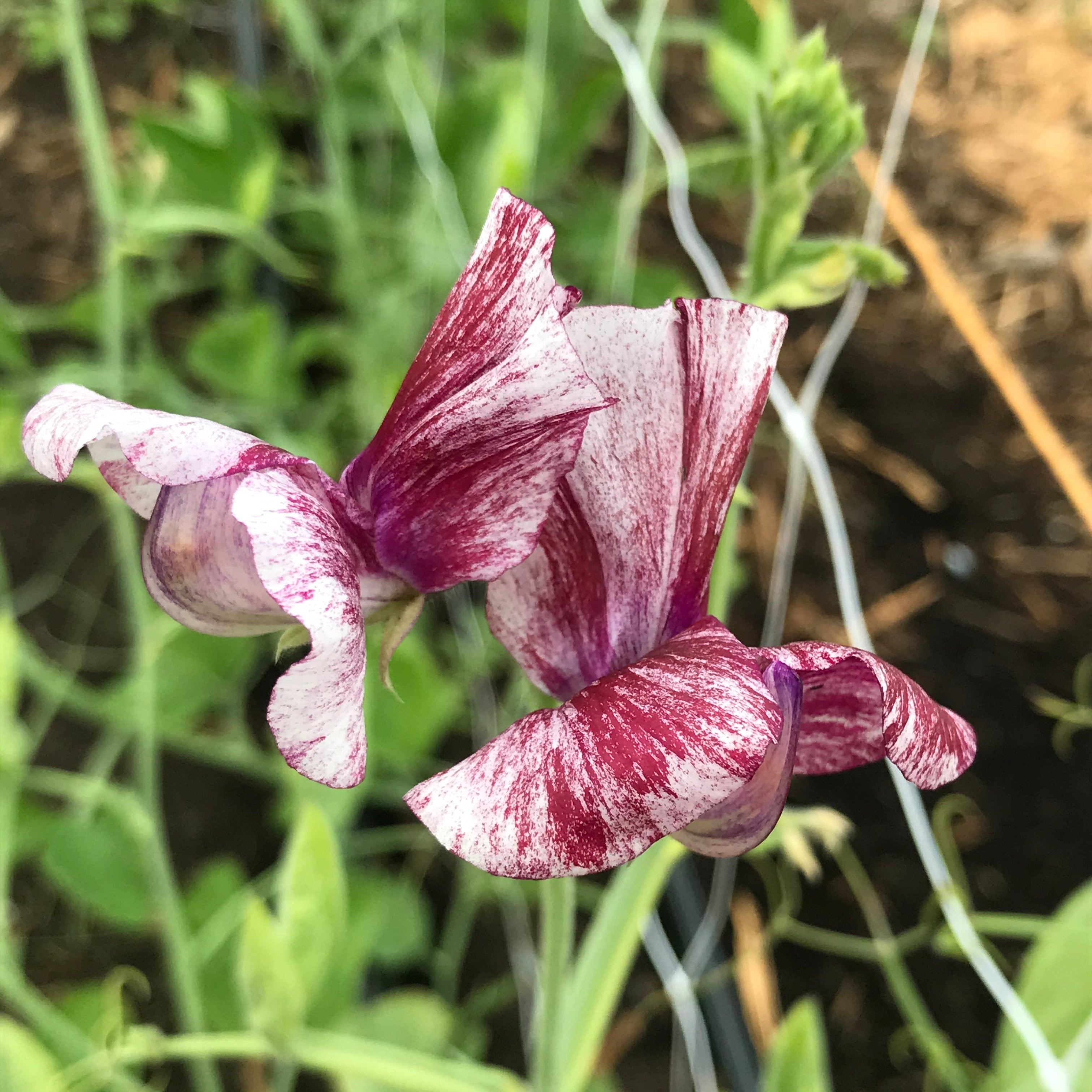 Theia Bella Sweet Pea Flower
