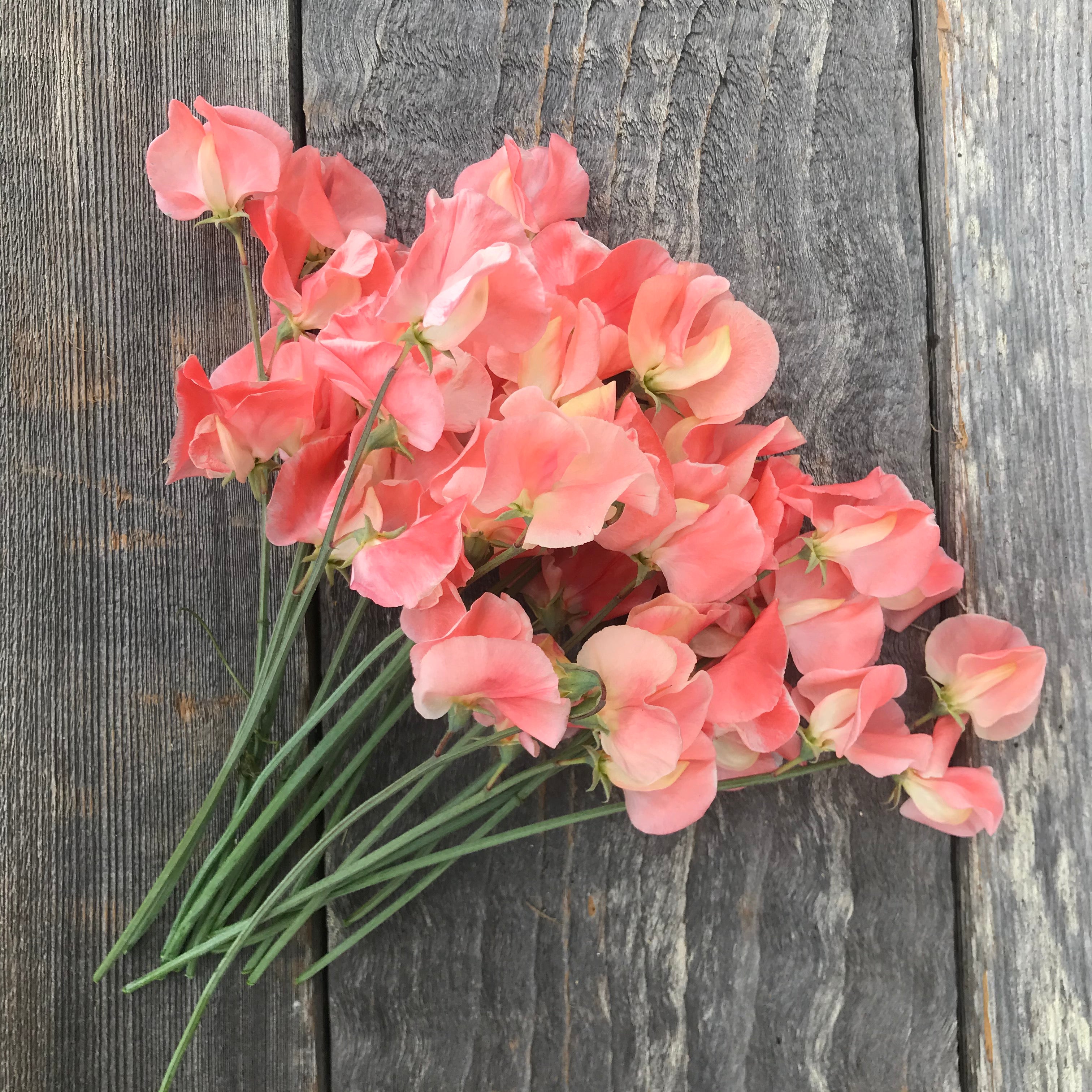 Apricot Queen sweet pea flower bouquet with peach and coral blooms, freshly cut for floral arrangements