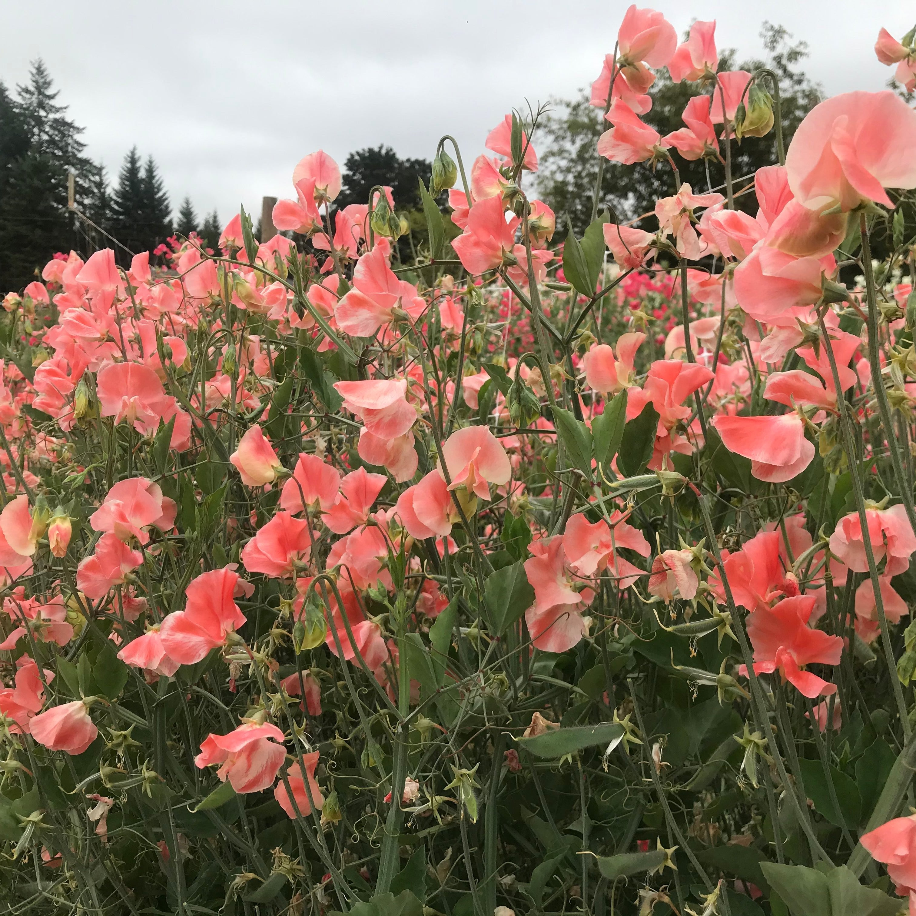 Masses of Apricot Queen sweet pea flowers in soft apricot and coral shades growing densely on a garden trellis