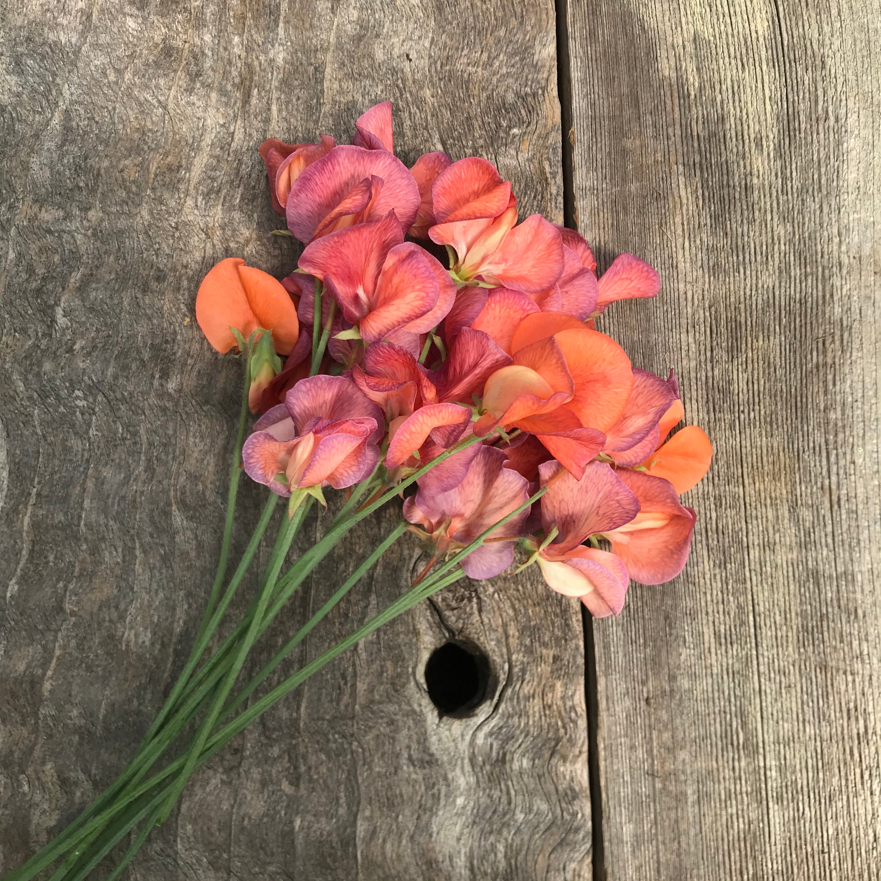 Hand-tied bouquet of Blue Vein sweet peas with coral petals and delicate purple veining.