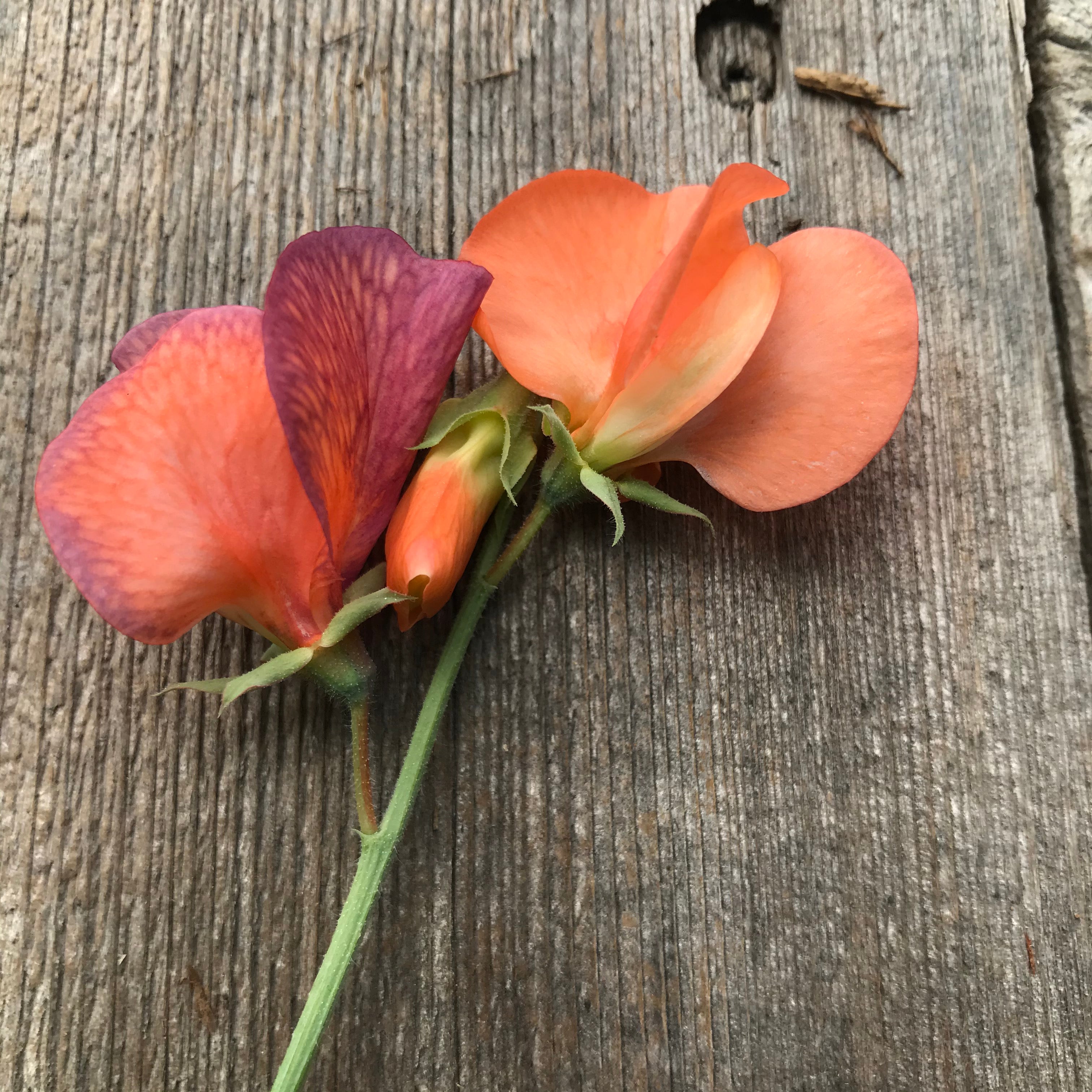 Close-up of Blue Vein sweet pea flower with blue-purple veining on soft coral petals.