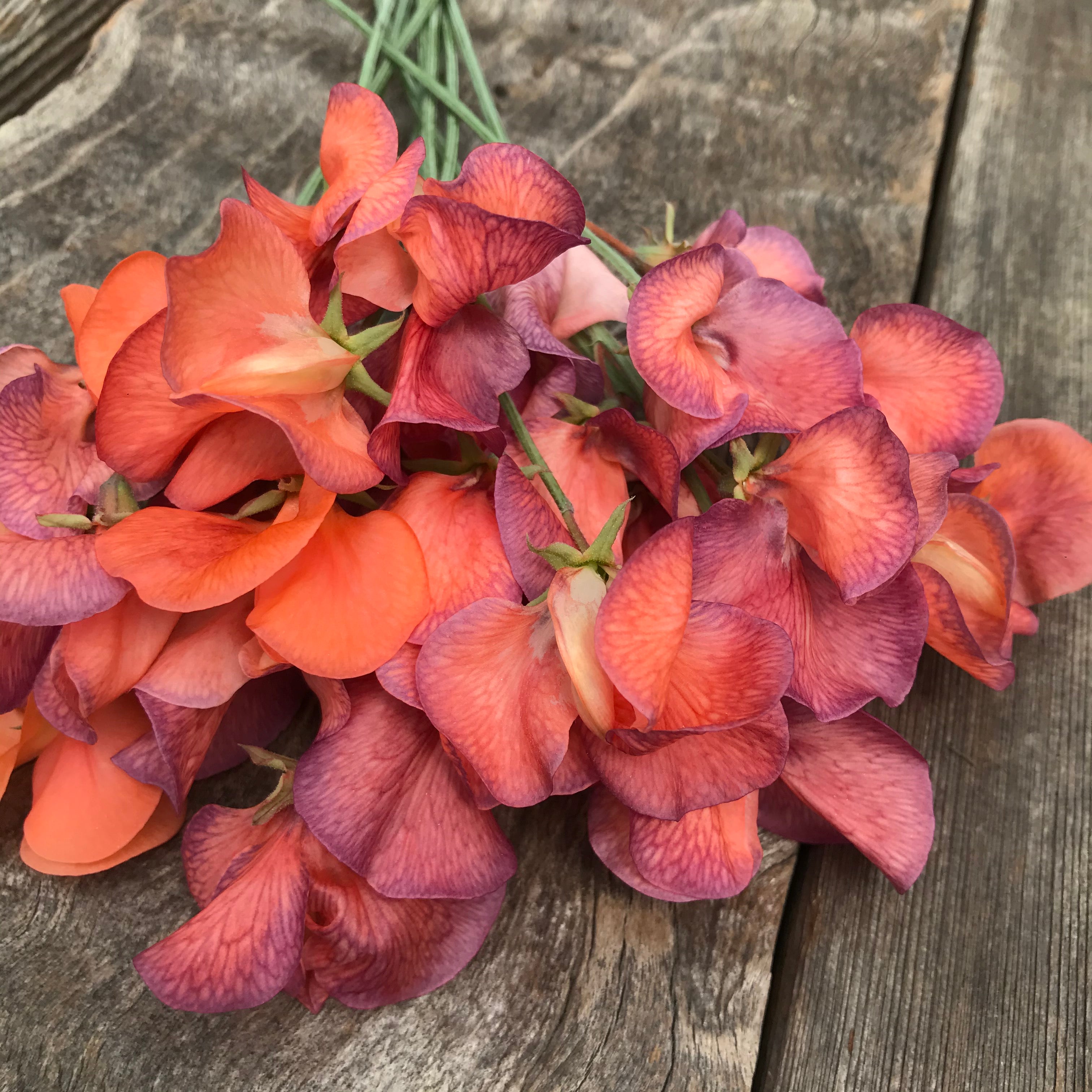 Cluster of Blue Vein sweet pea flowers blooming with delicate veining and strong fragrance.
