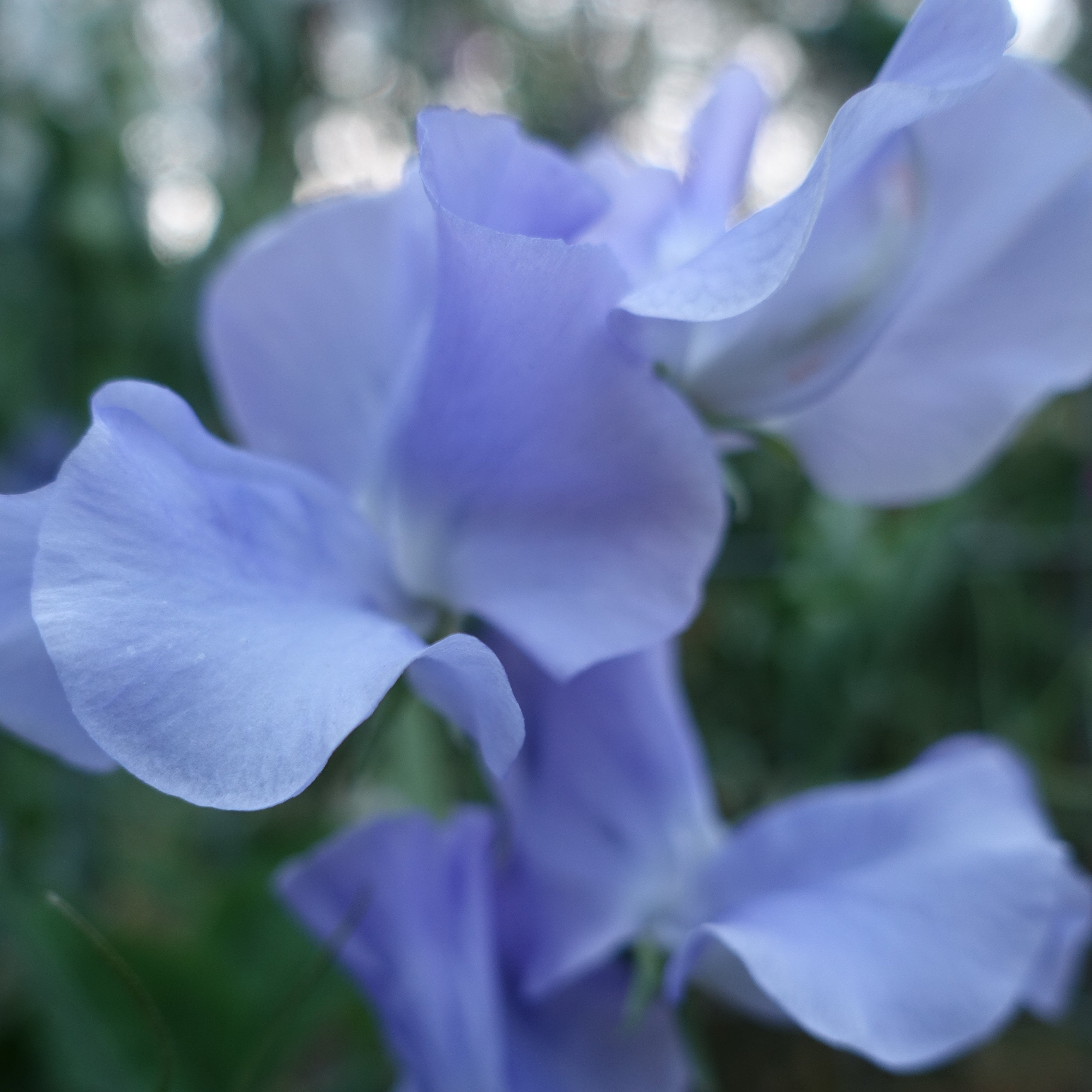 Close-up of Charlie's Angel periwinkle blue Spencer-type sweet pea flowers showing silky ruffled petals and delicate texture