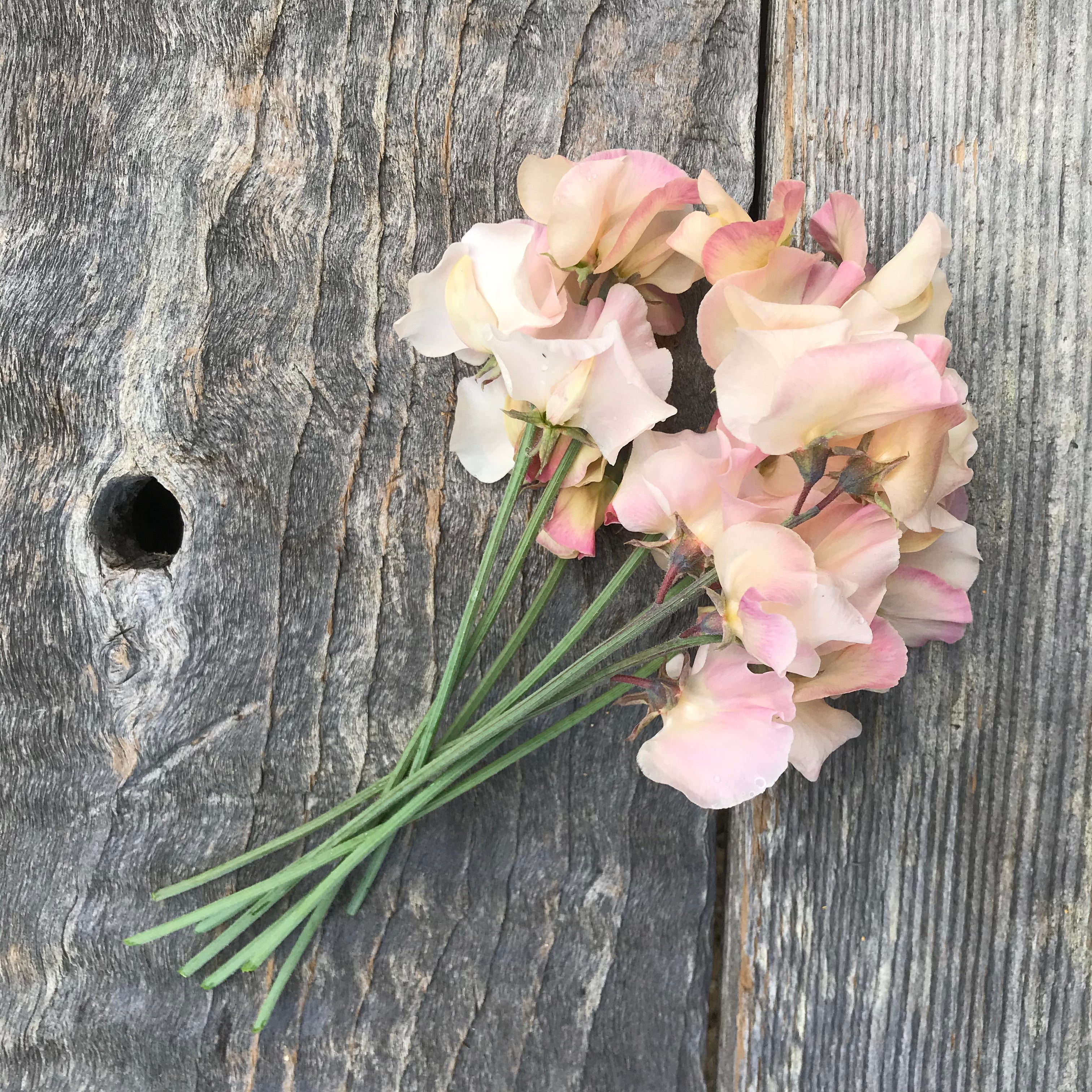 Bouquet of Mollie Rilstone sweet peas with cream petals and soft rose-pink picotee edges, known for their strong fragrance and ideal for cutting.