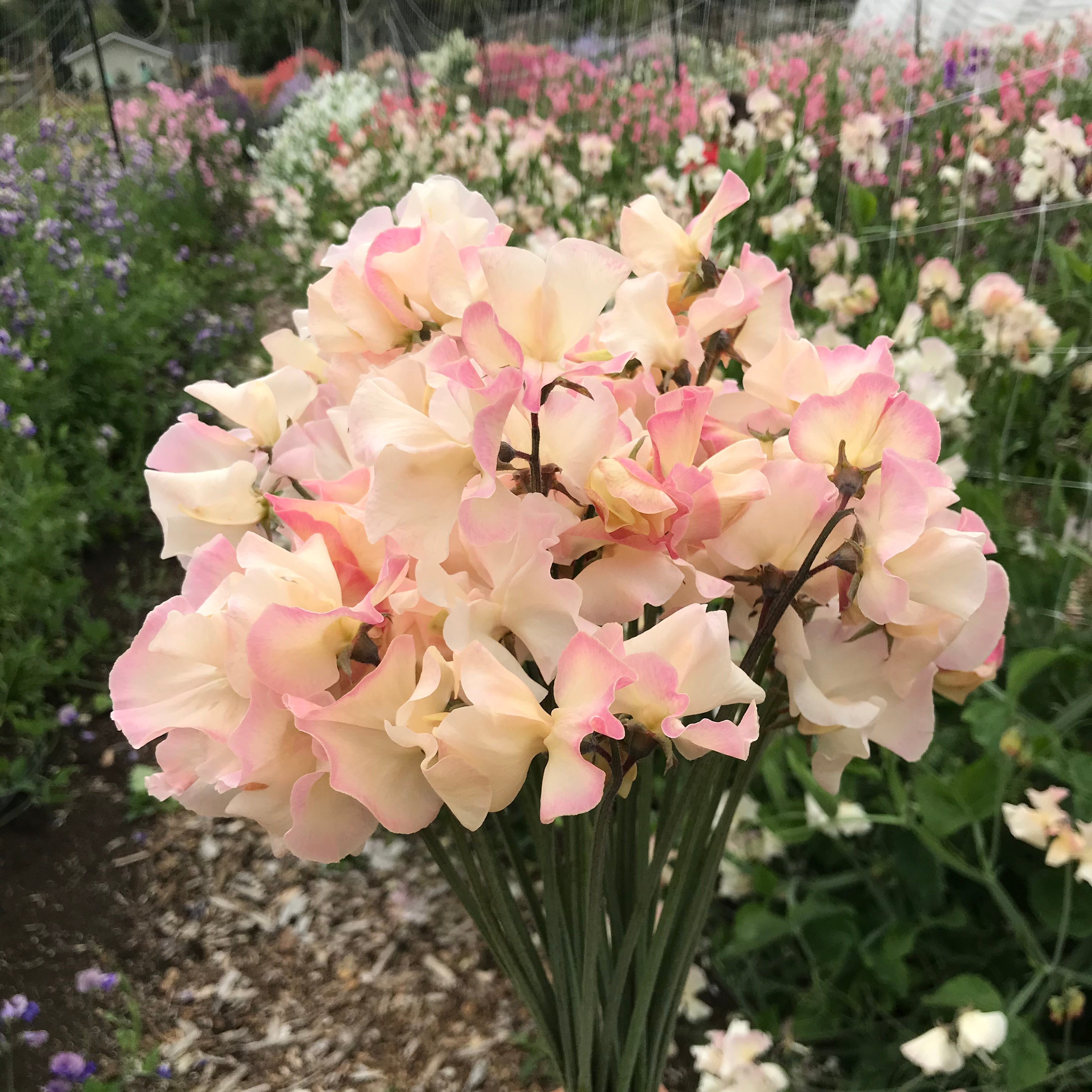 Mollie Rilstone sweet pea bouquet displayed in a garden setting with soft pink-edged cream blooms.