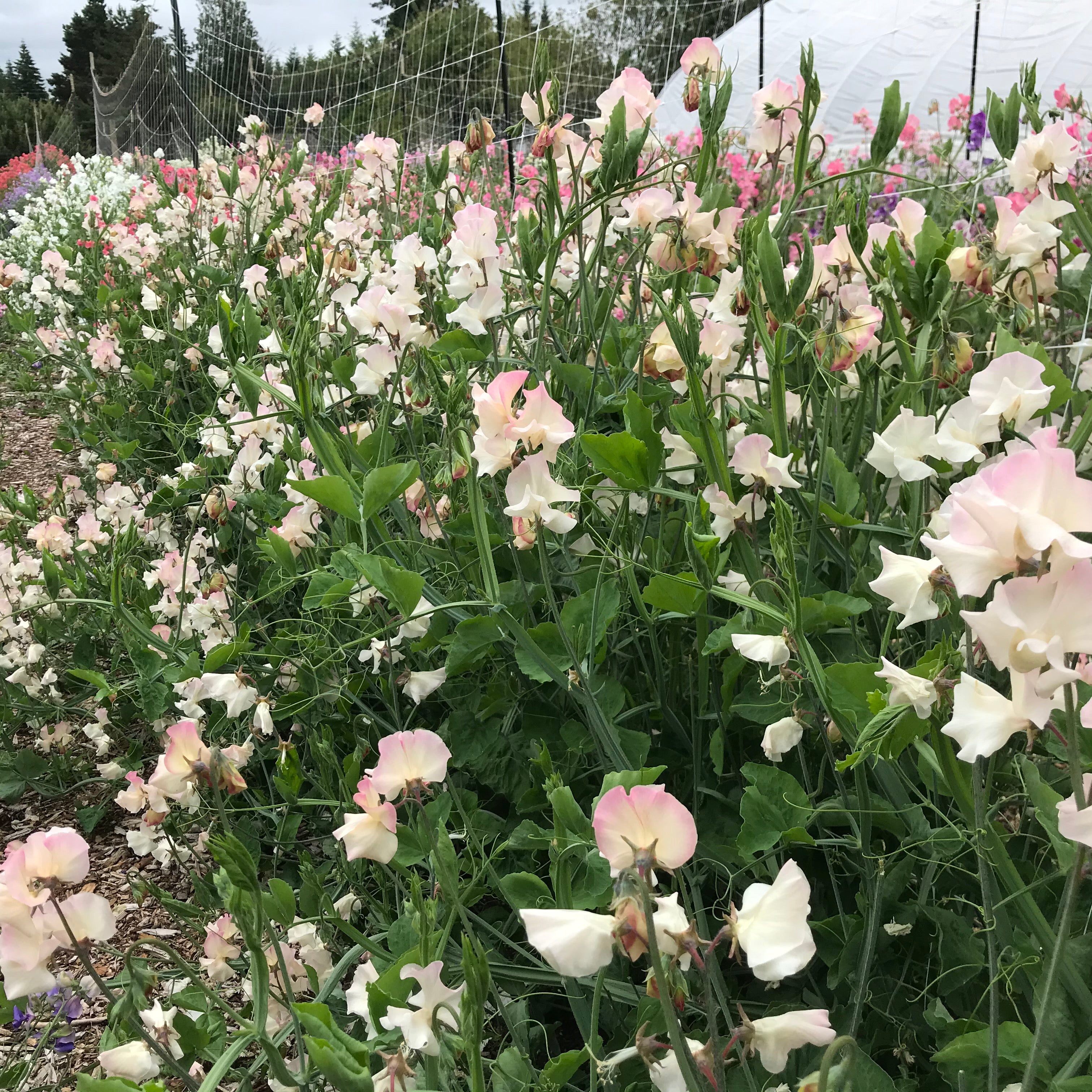 Mollie Rilstone sweet peas blooming on a garden trellis with soft pink picotee petals.