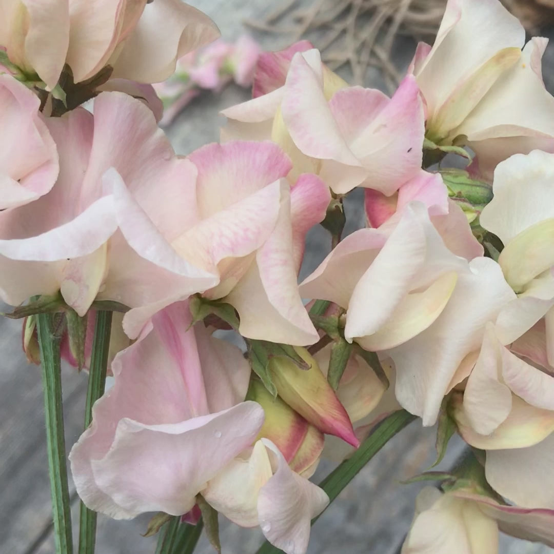 Handheld bouquet of Mollie Rilstone sweet peas with cream and soft pink picotee petals.