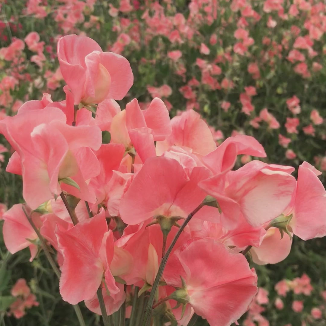 Close-up video of a hand holding a delicate bouquet of Apricot Queen sweet pea flowers in soft peach and apricot tones, showcasing their ruffled petals and fragrant beauty.