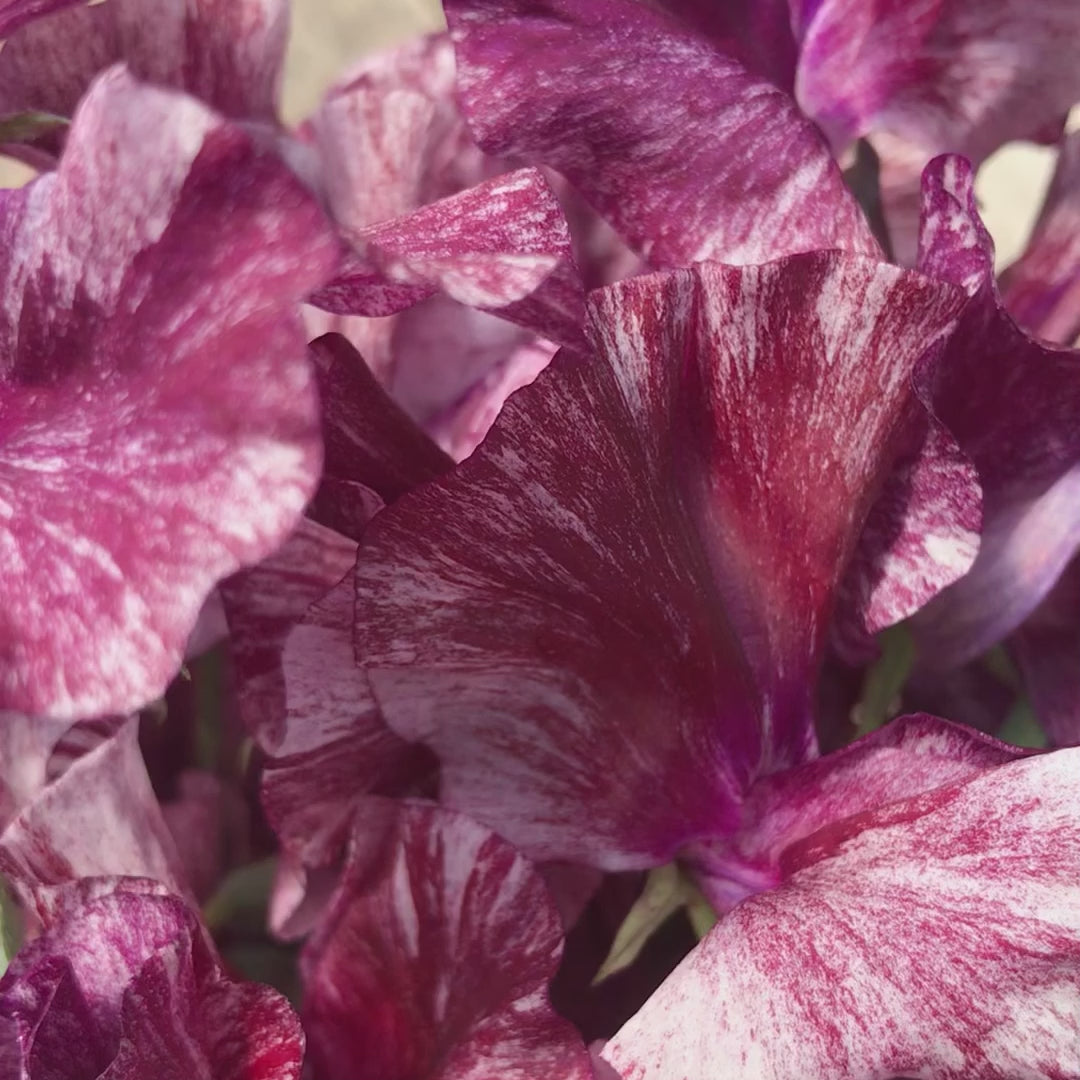 Video of Theia Bella sweet pea flowers with ruffled petals, gently shifting in light to reveal delicate tones.