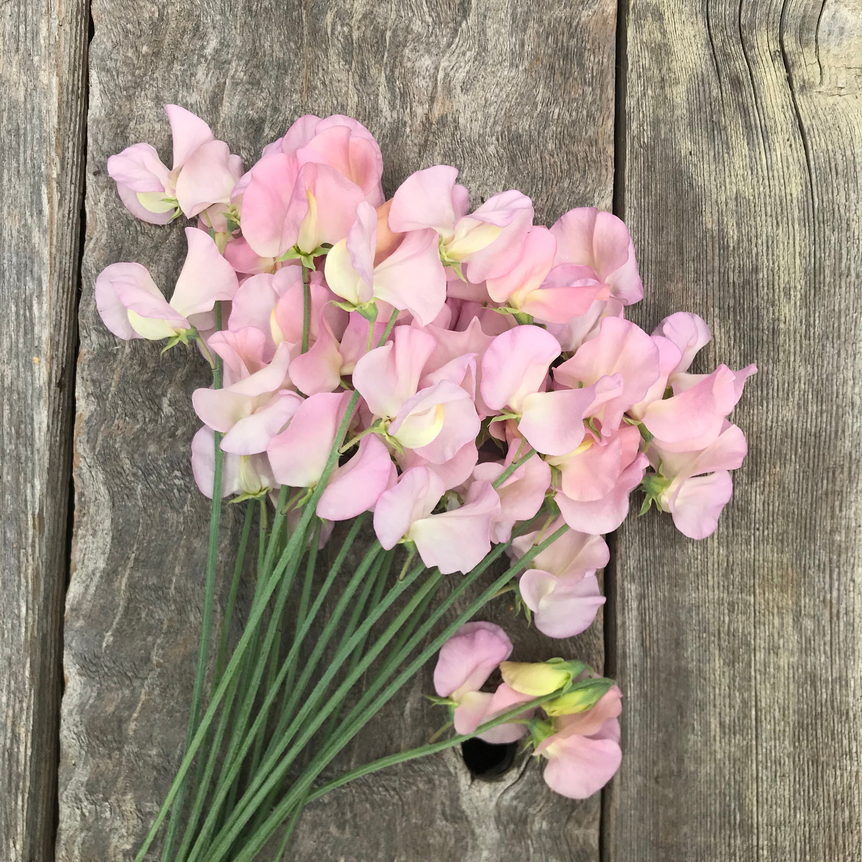 A hand-tied bouquet of Sweet Pea Alisa flowers, featuring soft mauve-pink and apricot blooms arranged with delicate greenery.