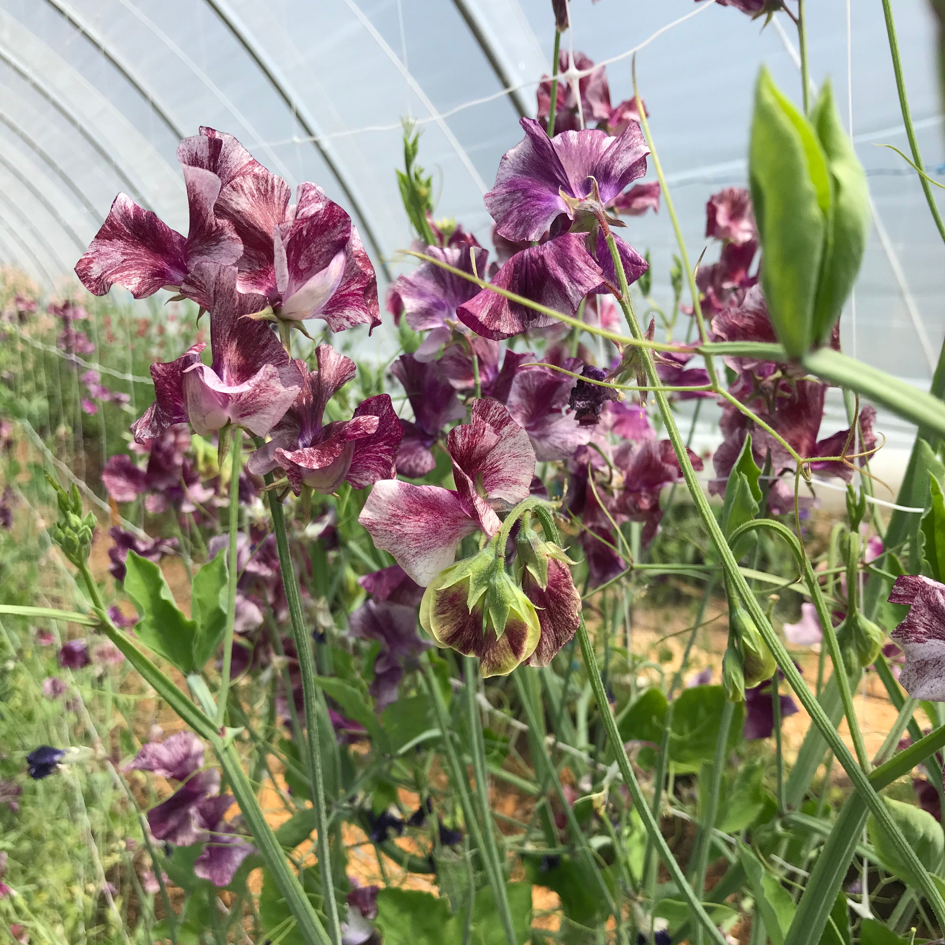 Theia Bella sweet pea flowers blooming on the vine in soft pink hues.
