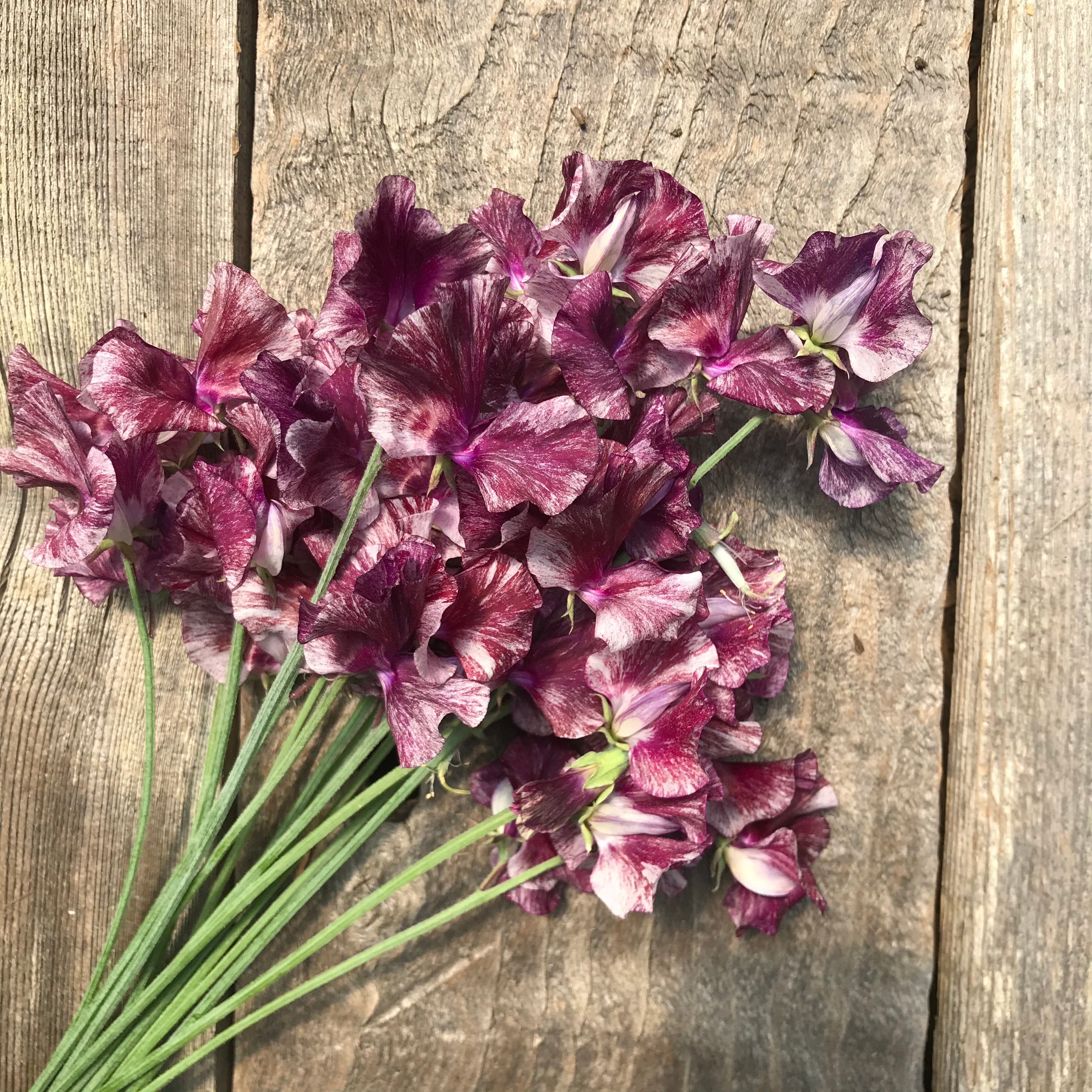 Theia Bella sweet pea flowers in a bouquet