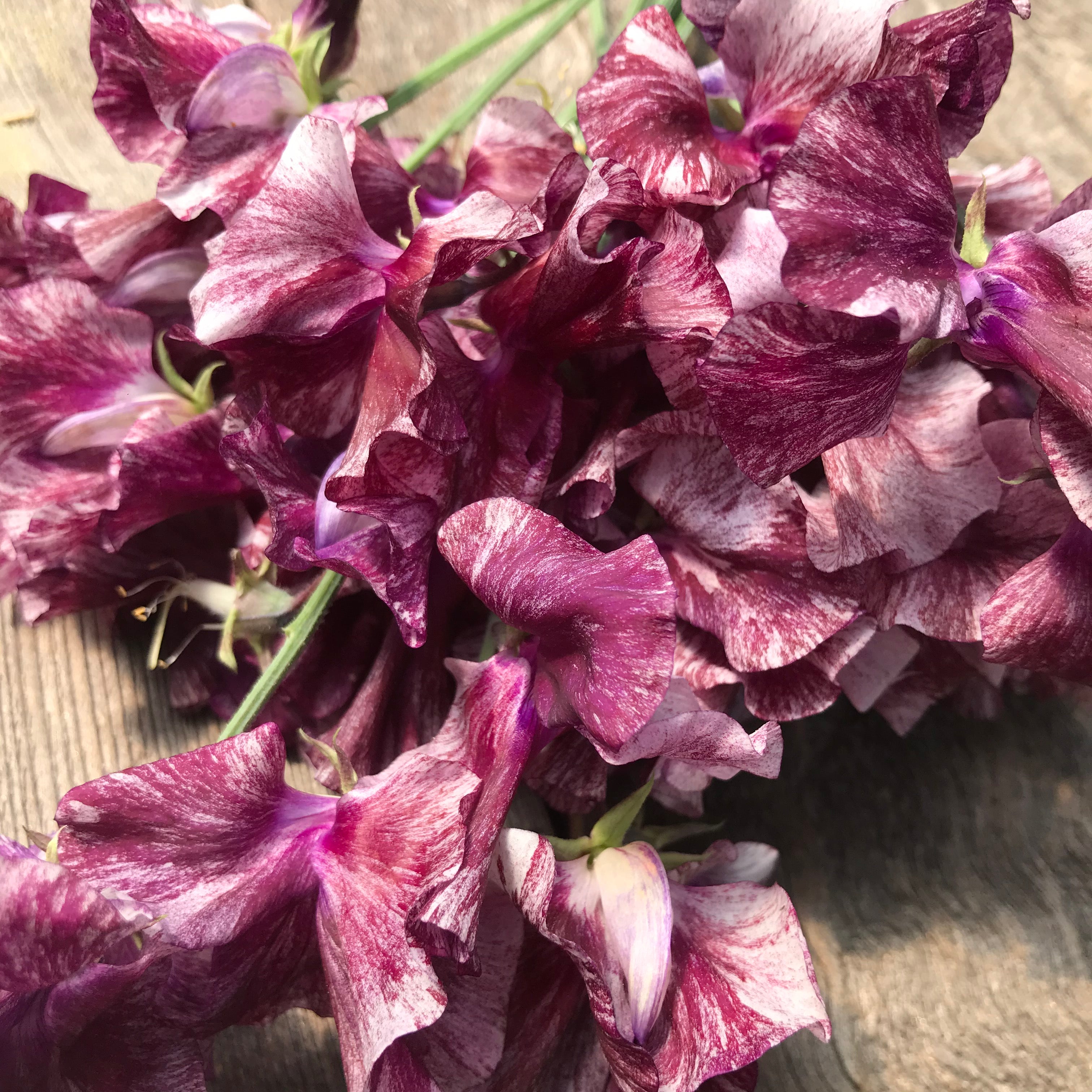 Close-up of fragrant Theia Bella sweet pea blooms with ruffled petals.