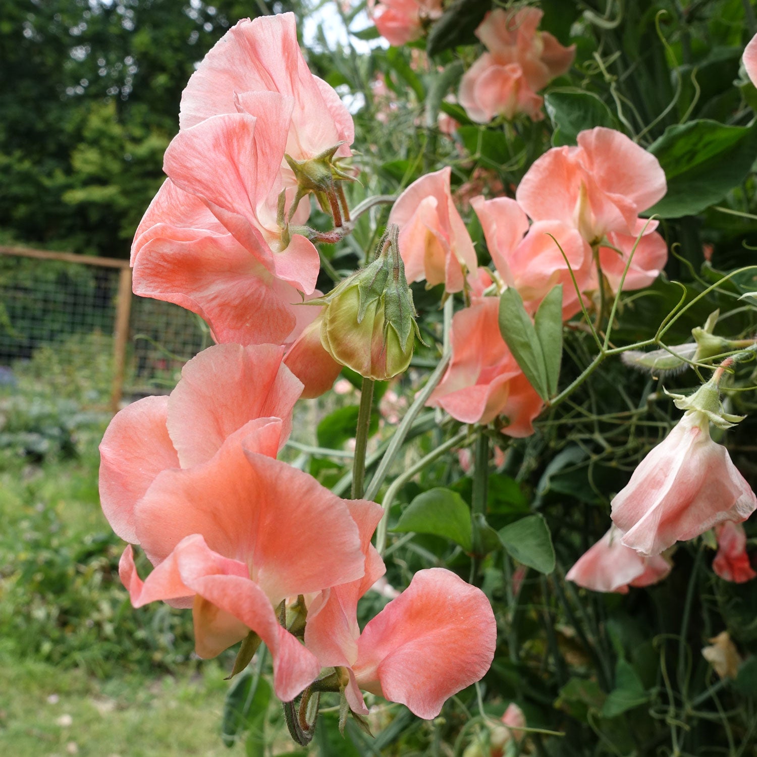 Apricot Queen sweet pea flowers in soft apricot and coral tones growing on the vine in a garden trellis