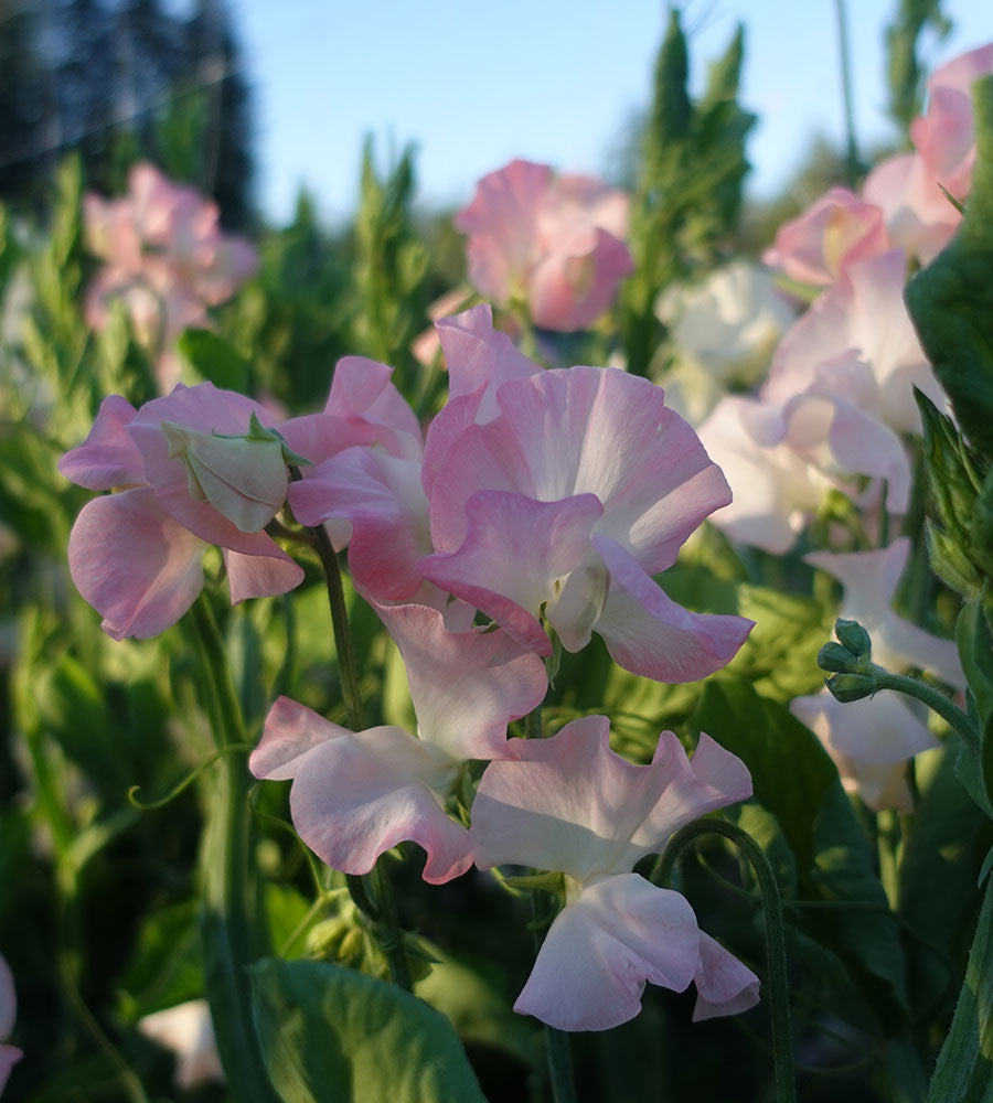 Gilly Norah Sweet Pea Flowers