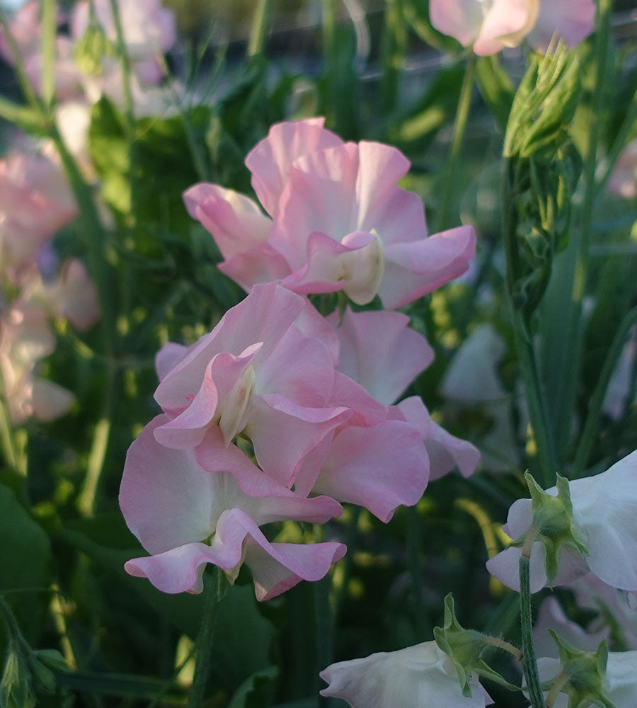 Gilly Norah Sweet Pea Flowers