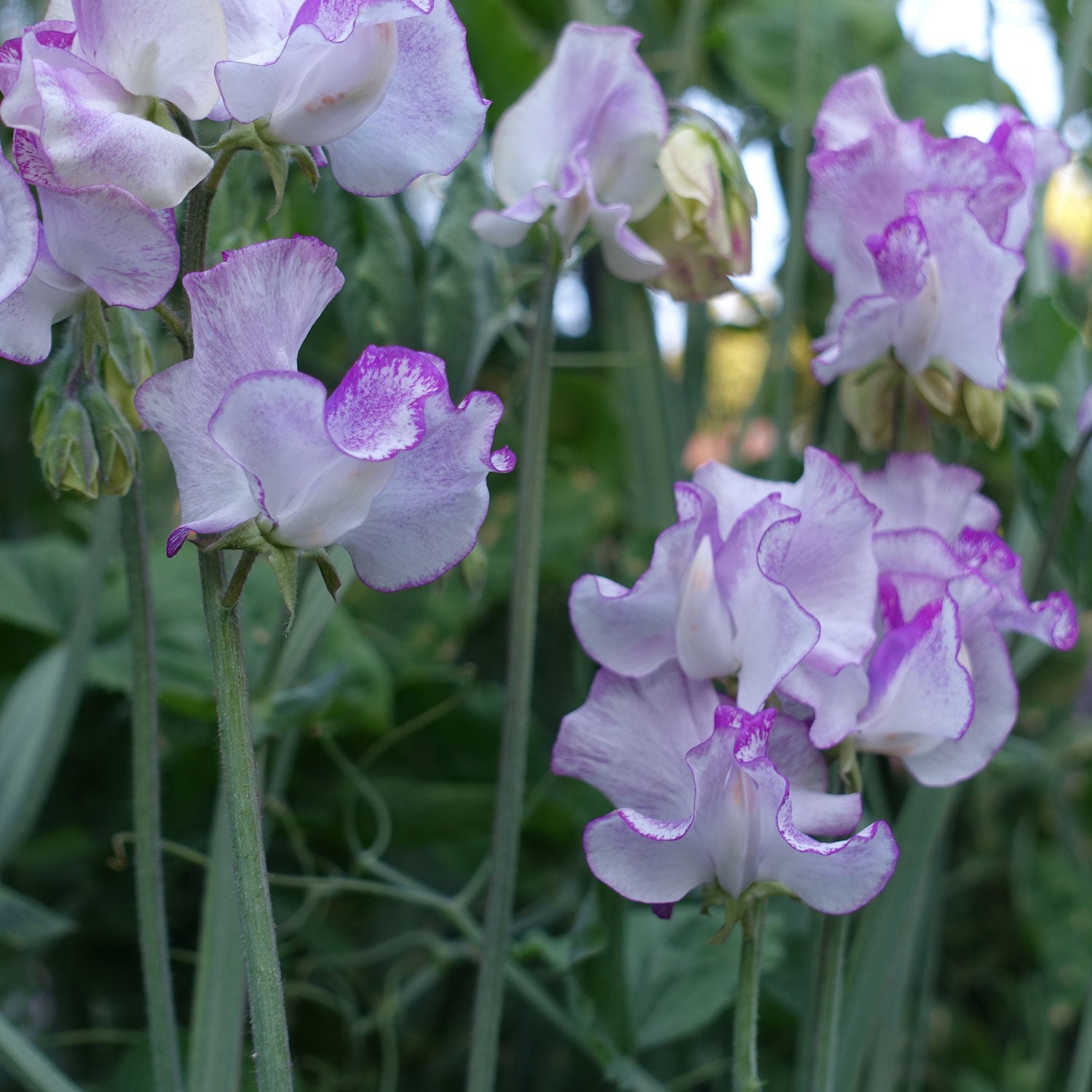 Sir Jimmy Shand Sweet Pea Growing on the Vine
