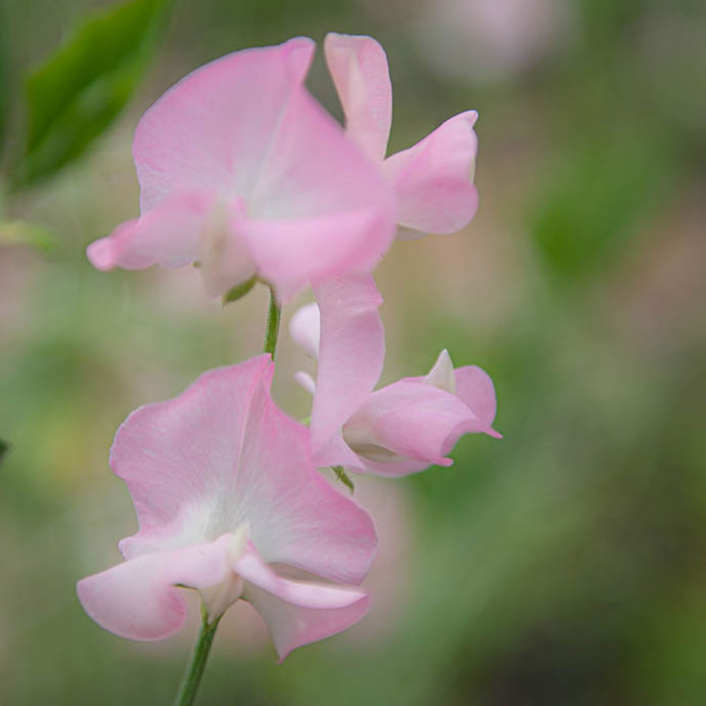 Southbourne Sweet Pea Flowers