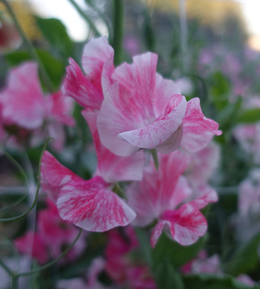 Vaudeville Sweet Pea Flower