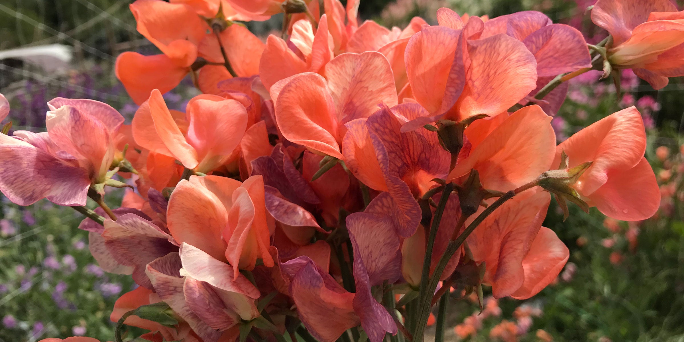 Fascinating Color-Changing Sweet Peas: Transformative Floral Beauty