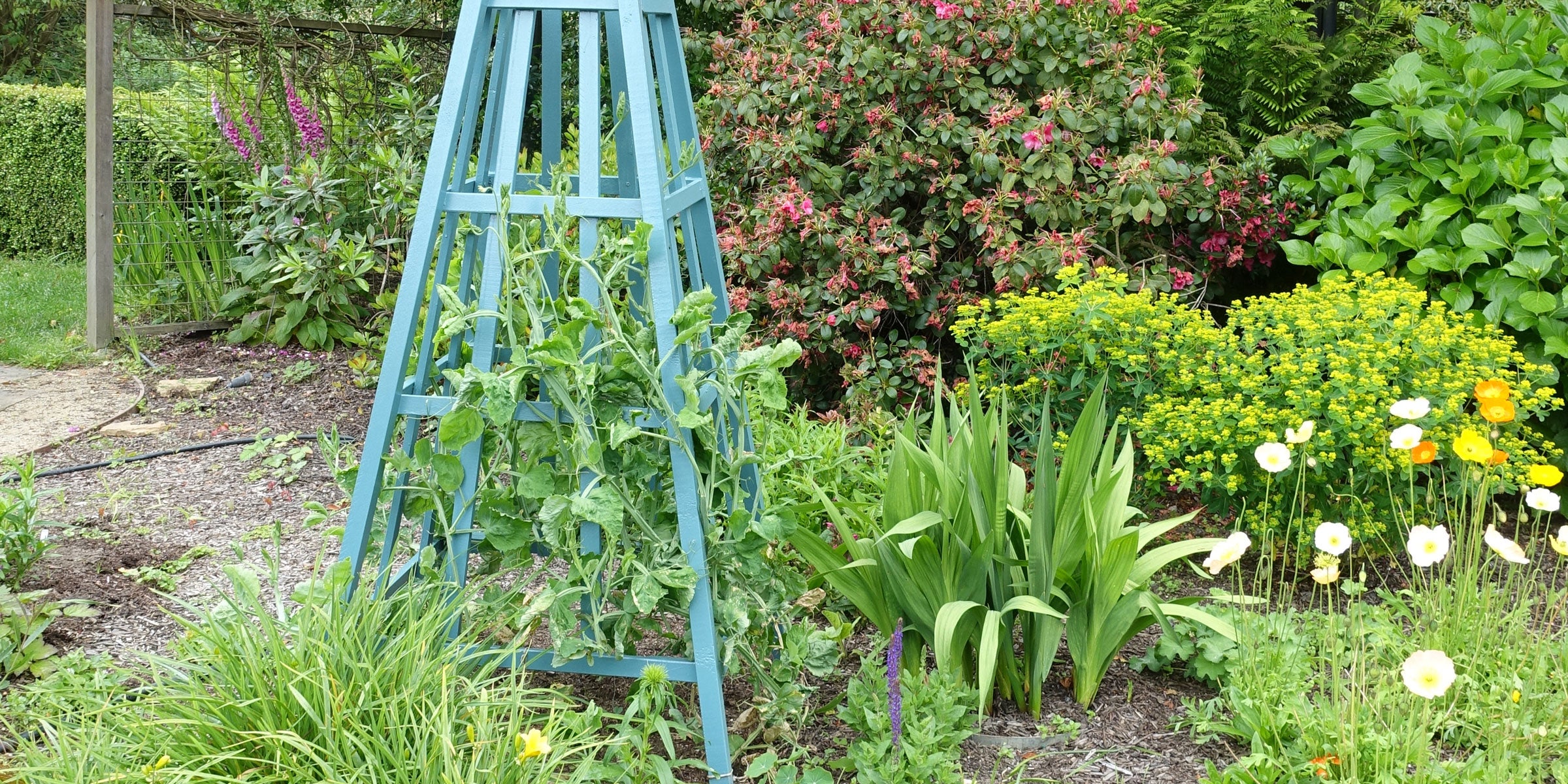 How to Guide Sweet Peas on an Obelisk: Tips for Securing and Training Vines