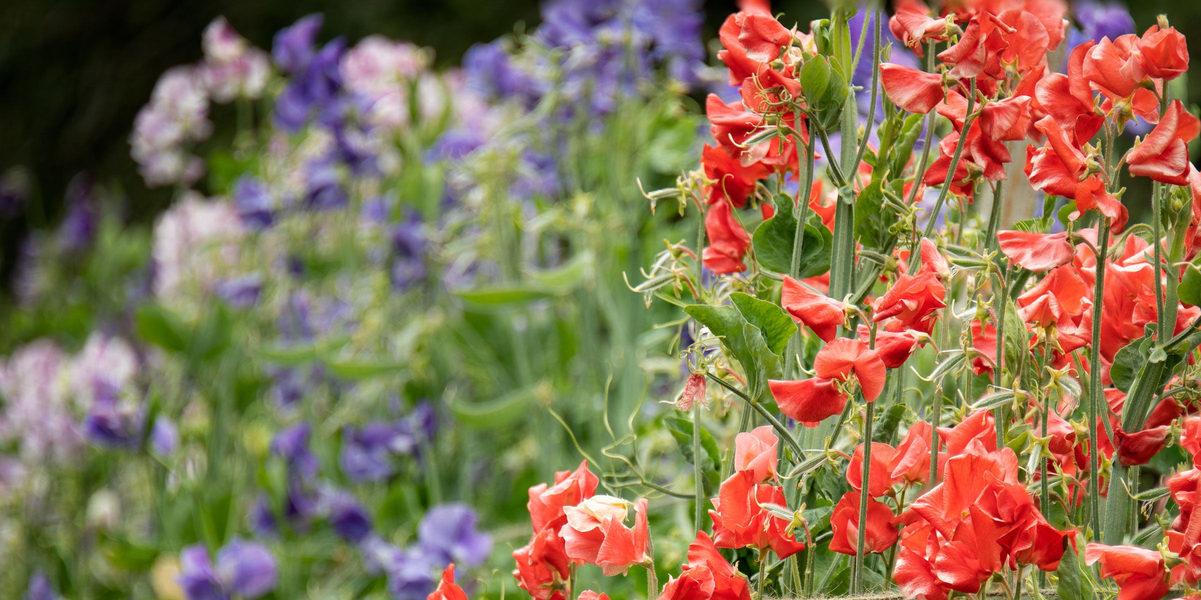 How to Grow Sweet Peas From Seed