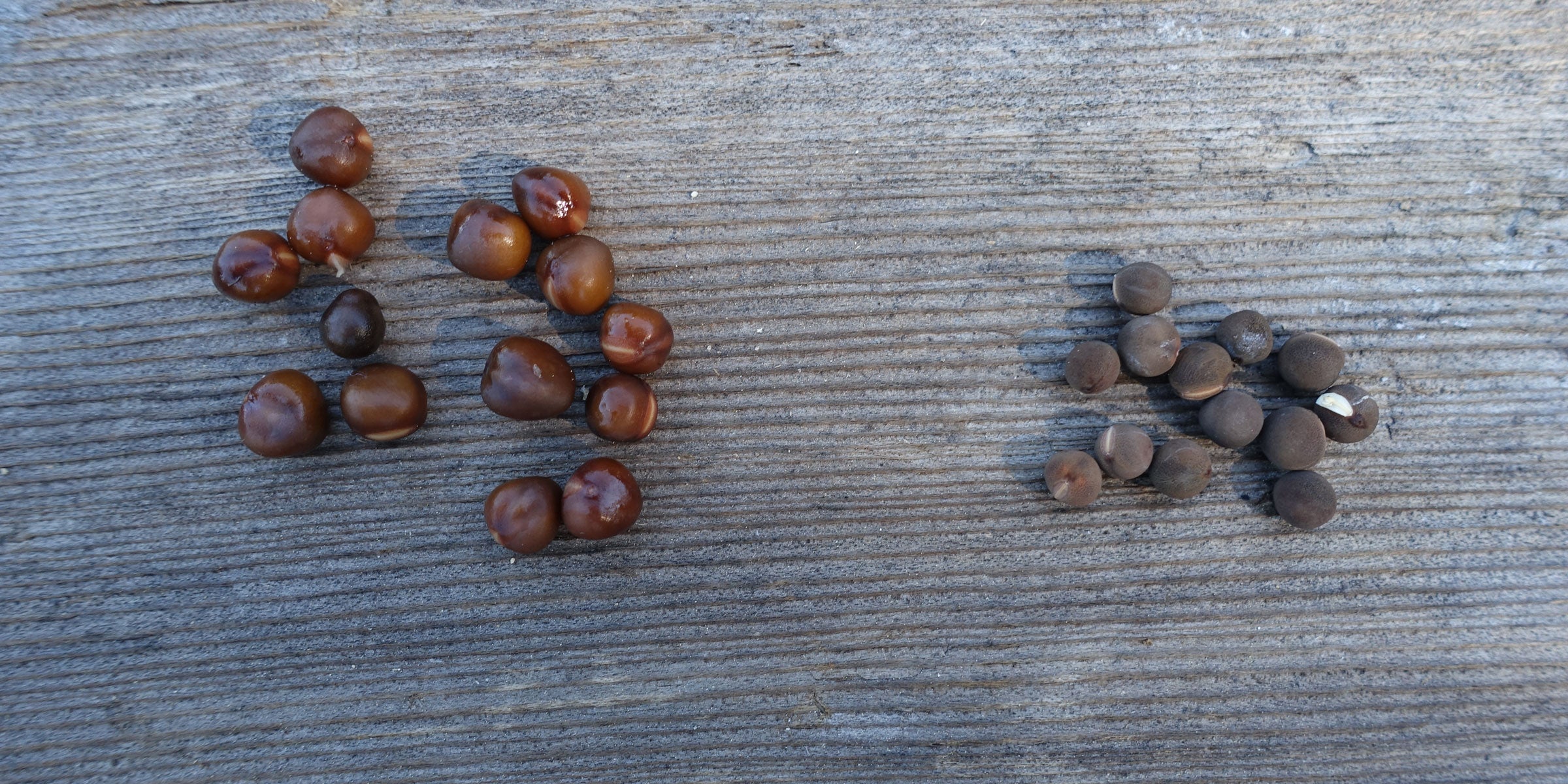 Sweet Pea Seed Soaking Test: Soaked vs. Unsoaked Germination Rates