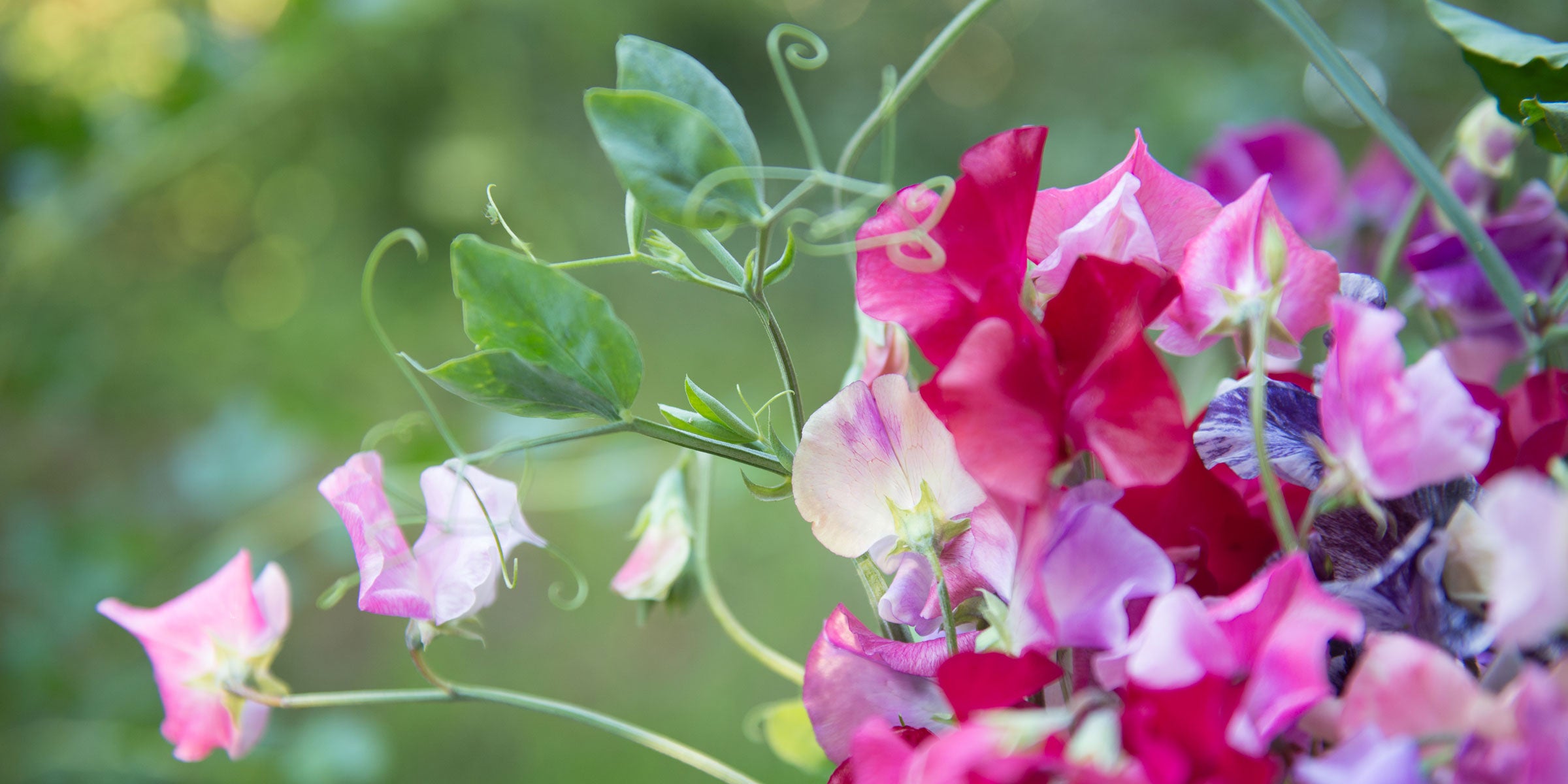 Planting Sweet Peas in Spring