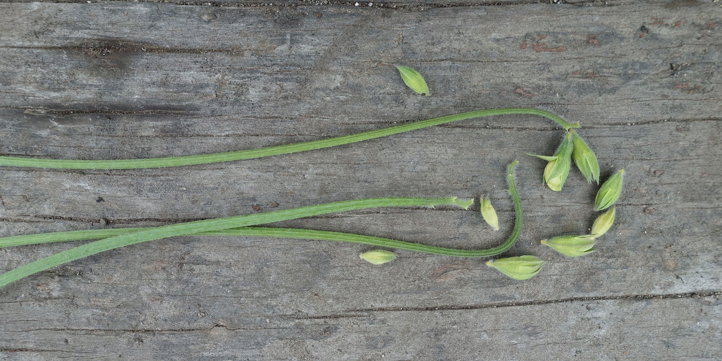 How to Fix Sweet Pea Bud Drop: Causes, Solutions, and Prevention Tips