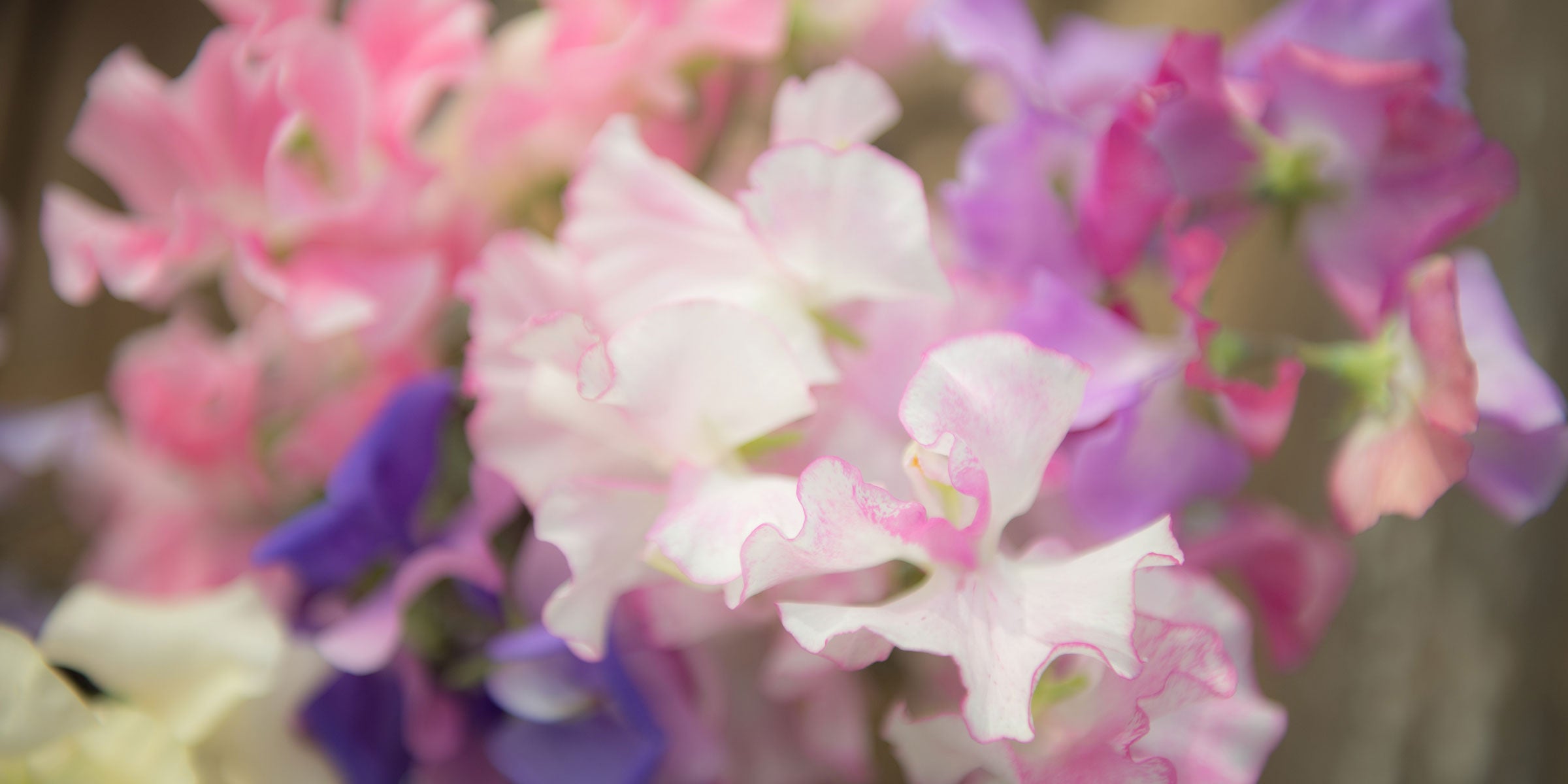 Classification of Sweet Pea Types