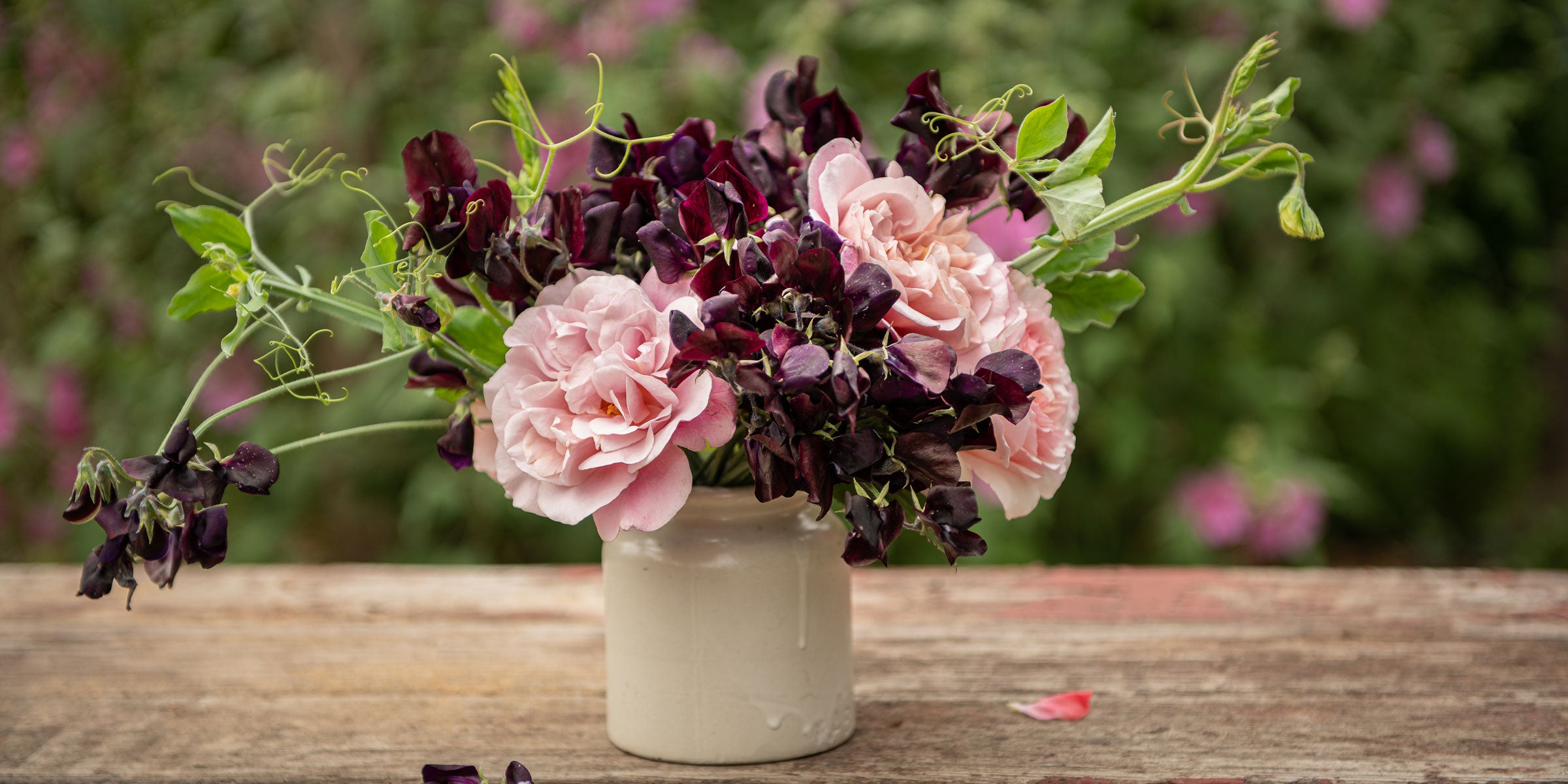 Sweet Pea Seed Harvest