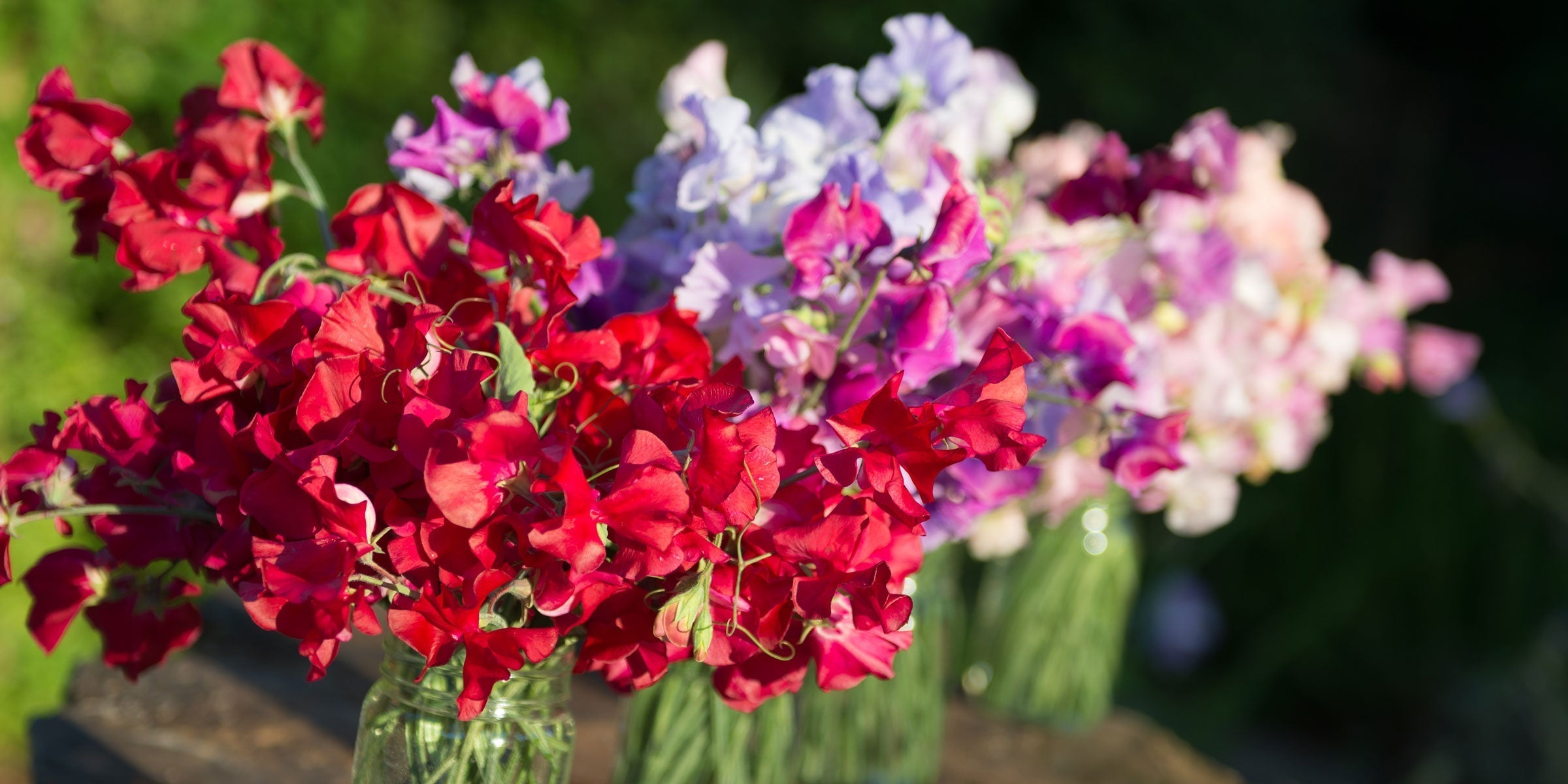 All about sweet pea fragrance
