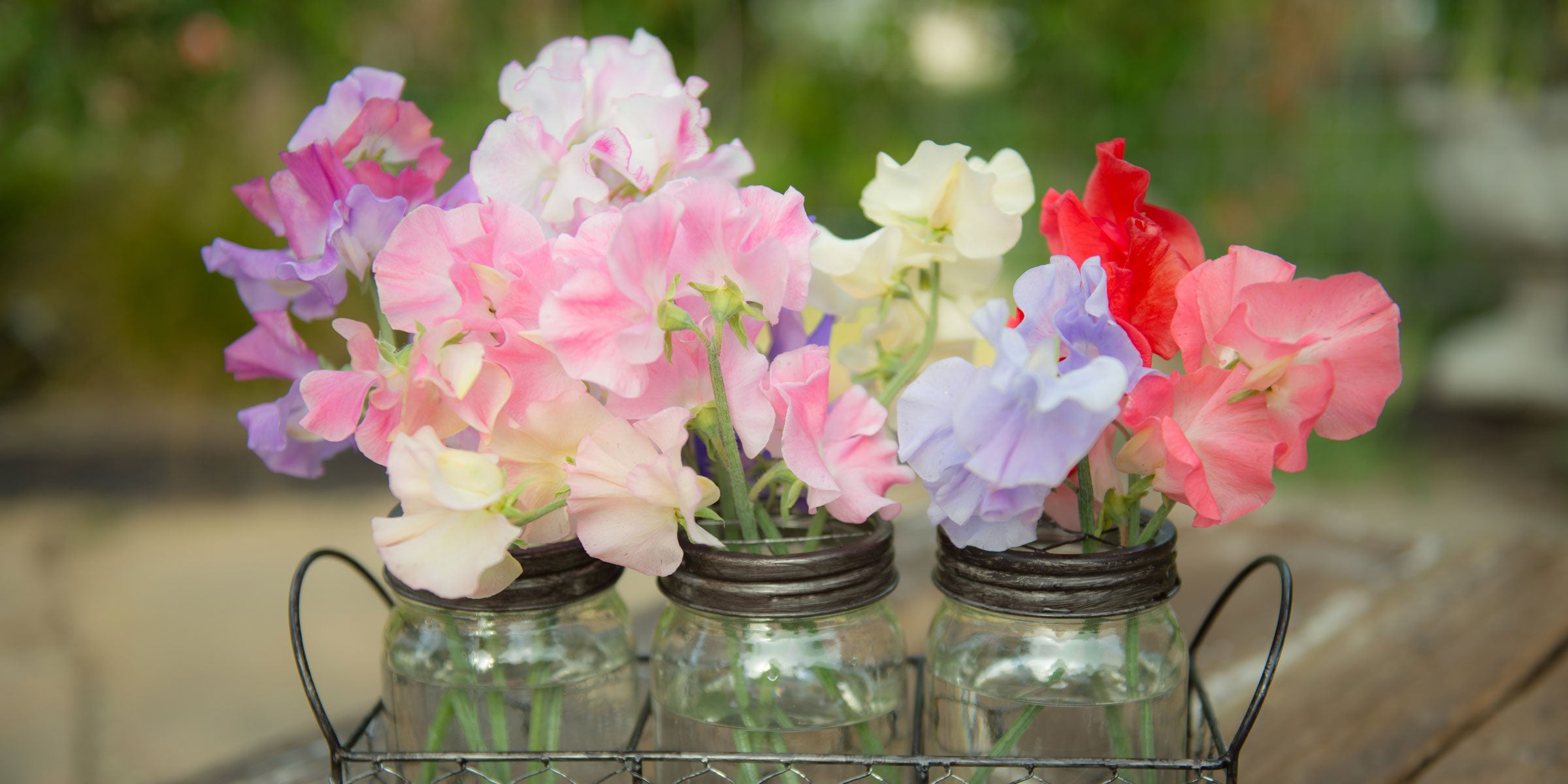 Sweet Pea Flowers: Why They are So Popular