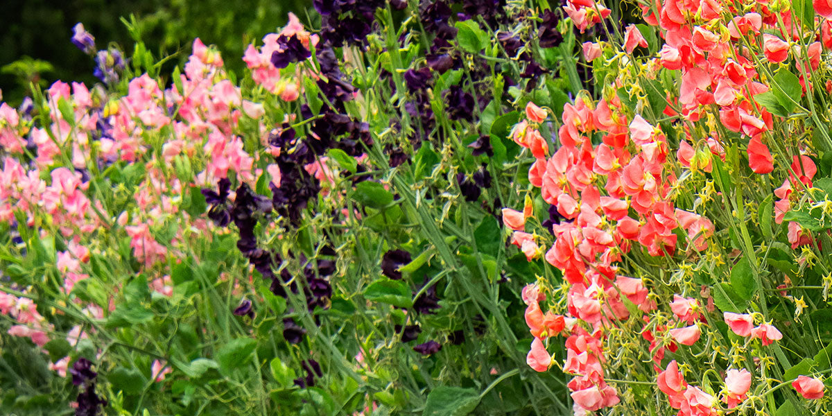 A wall of sweet pea flowers blooming on the vine