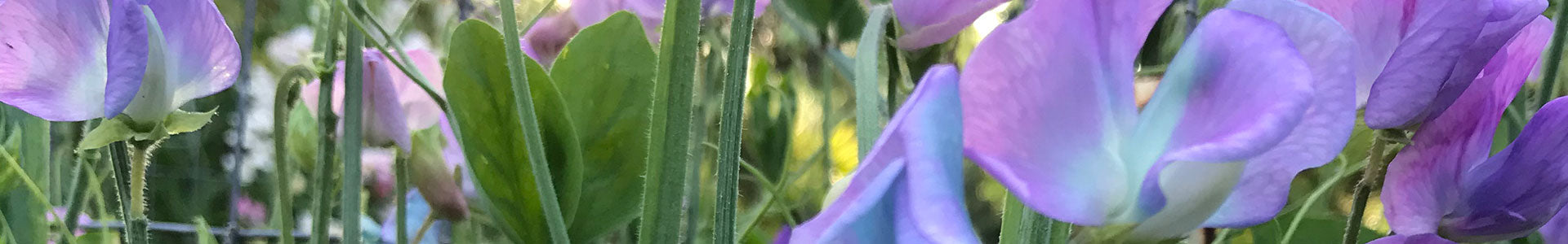 Color Changing Sweet Peas