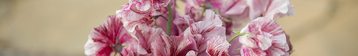 Striped and Flaked Sweet Pea Collection