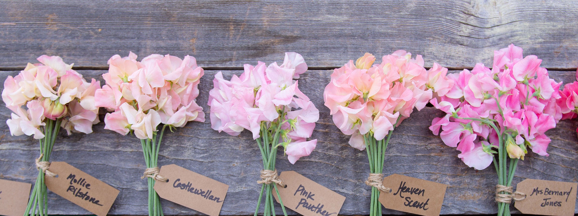 Beautiful sweet pea flower bouquets in shades of pink